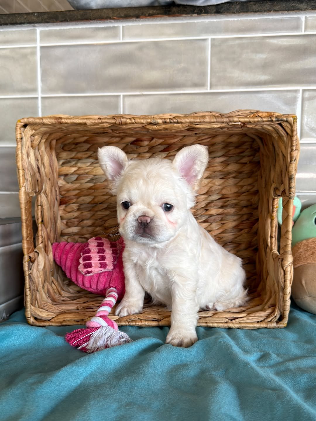 Frenchies puppies image 7