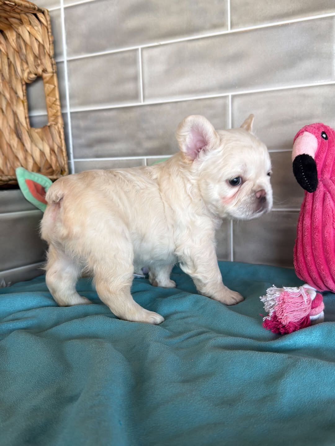Frenchies puppies image 9