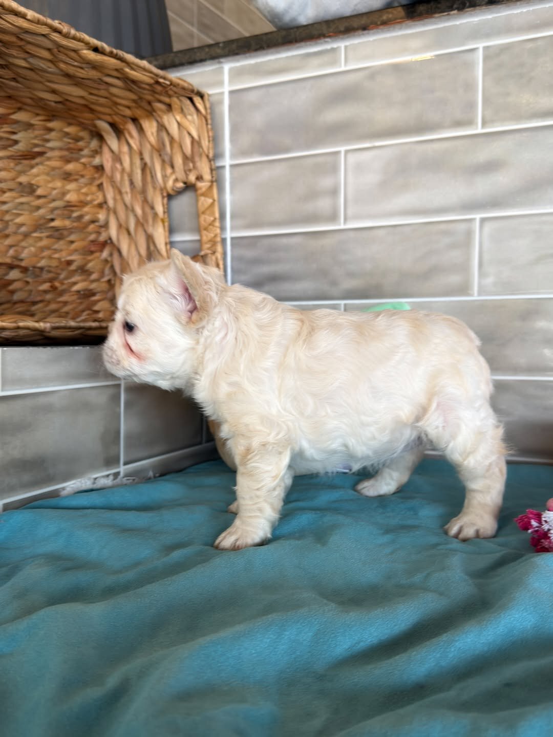 Frenchies puppies image 10