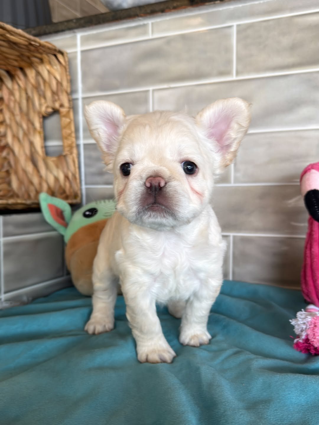 Frenchies puppies image 1