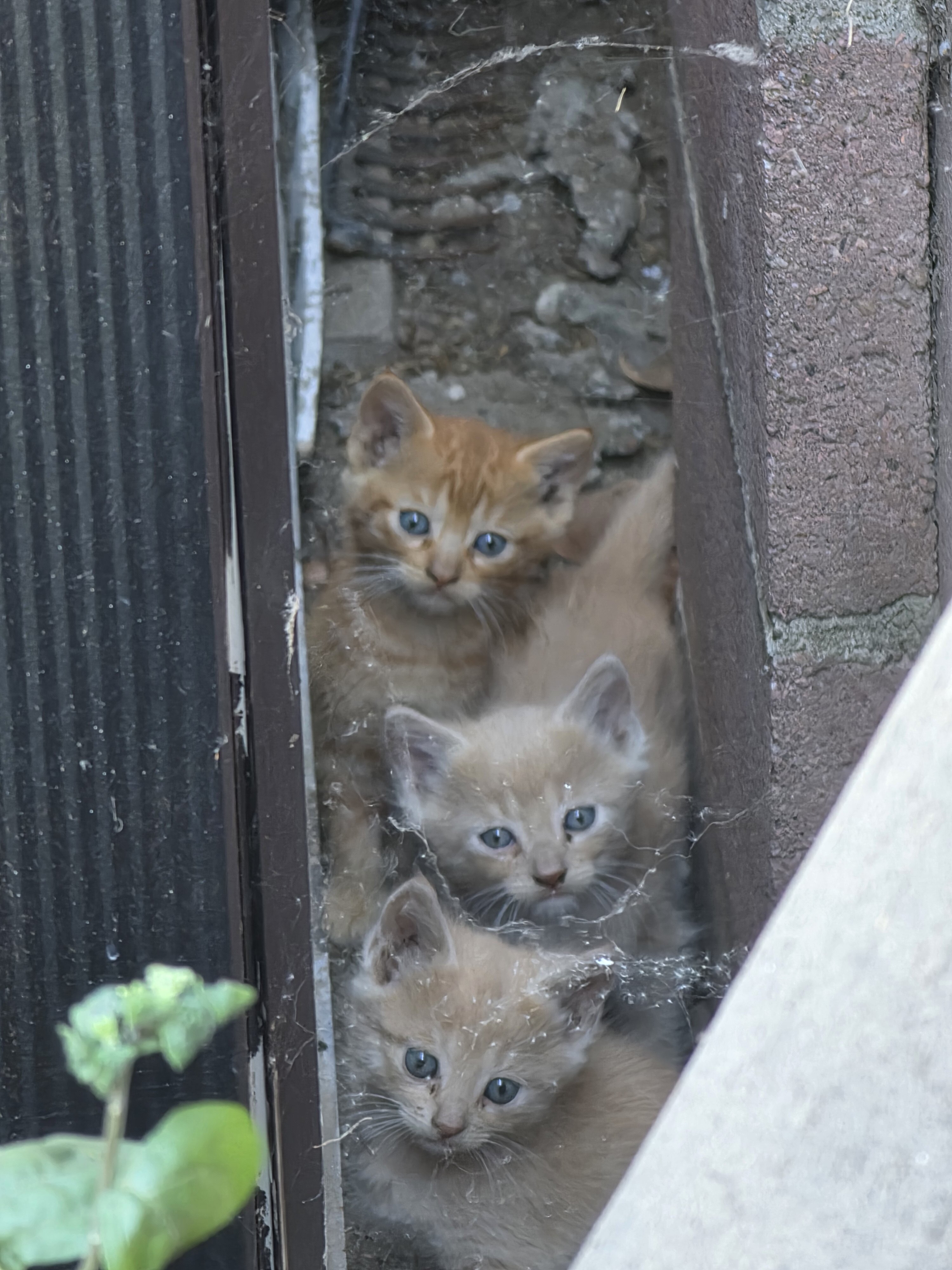 2 Shorthair Domestic (M/F) 1 Orange Tabby (M) image 4