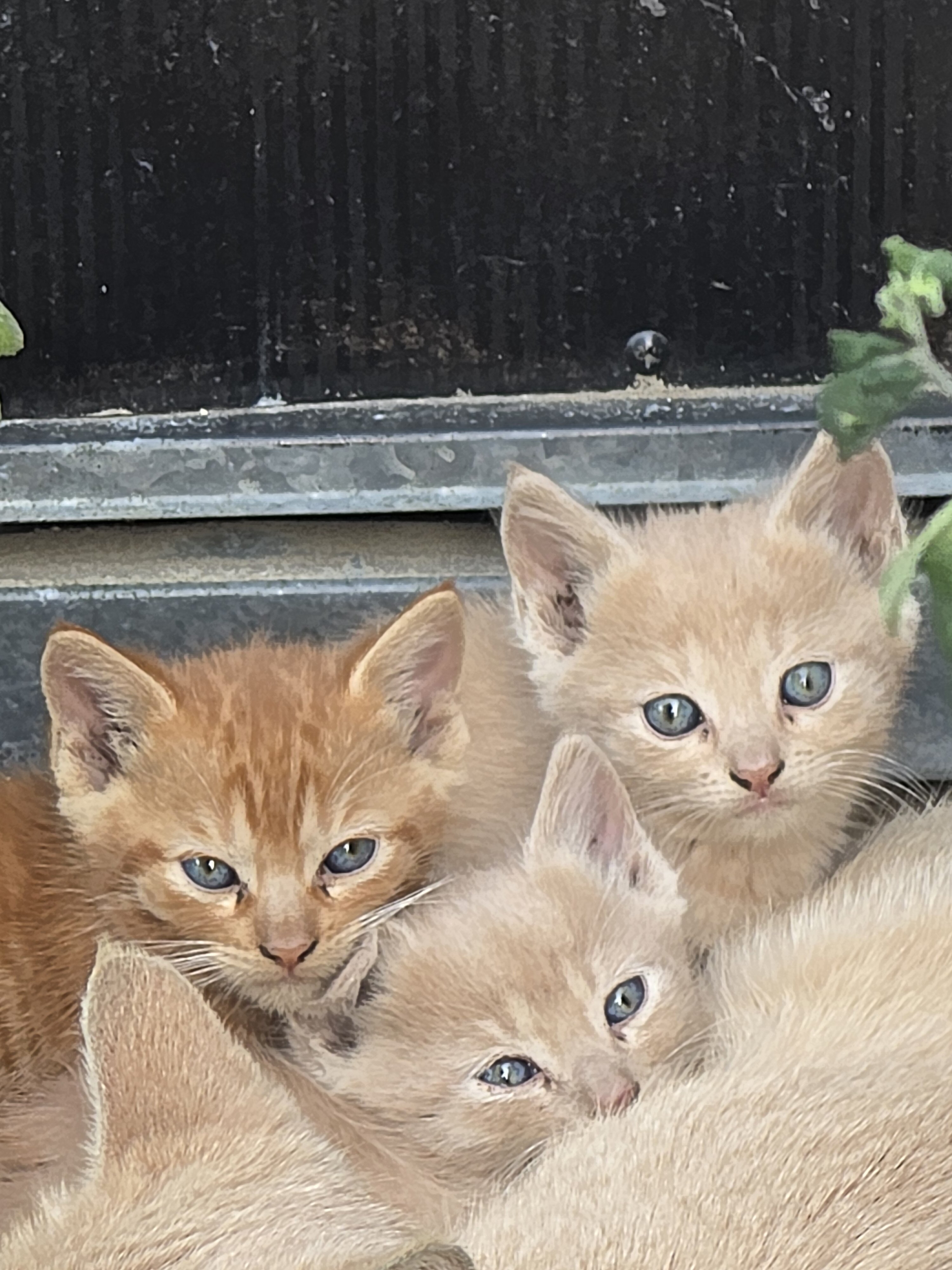 2 Shorthair Domestic (M/F) 1 Orange Tabby (M) image 1
