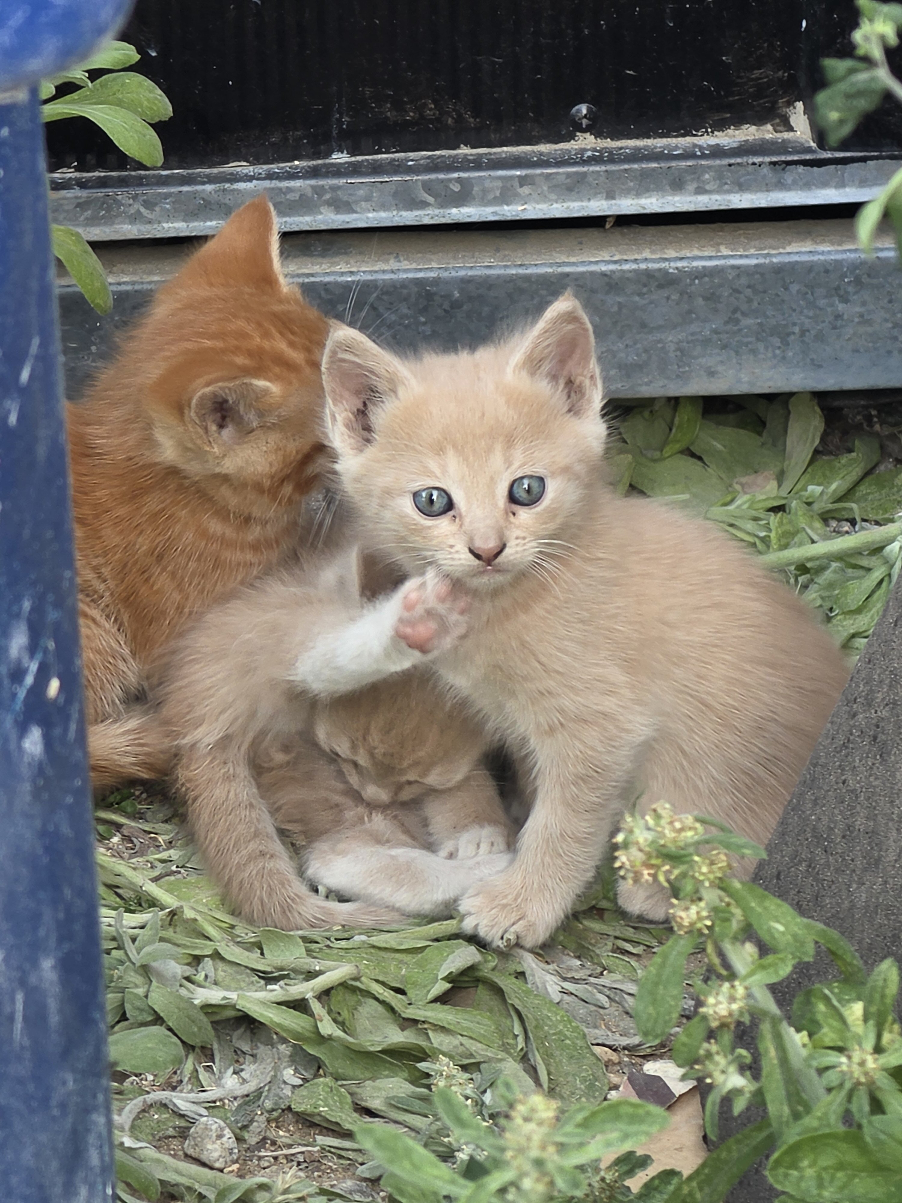 2 Shorthair Domestic (M/F) 1 Orange Tabby (M) image 3