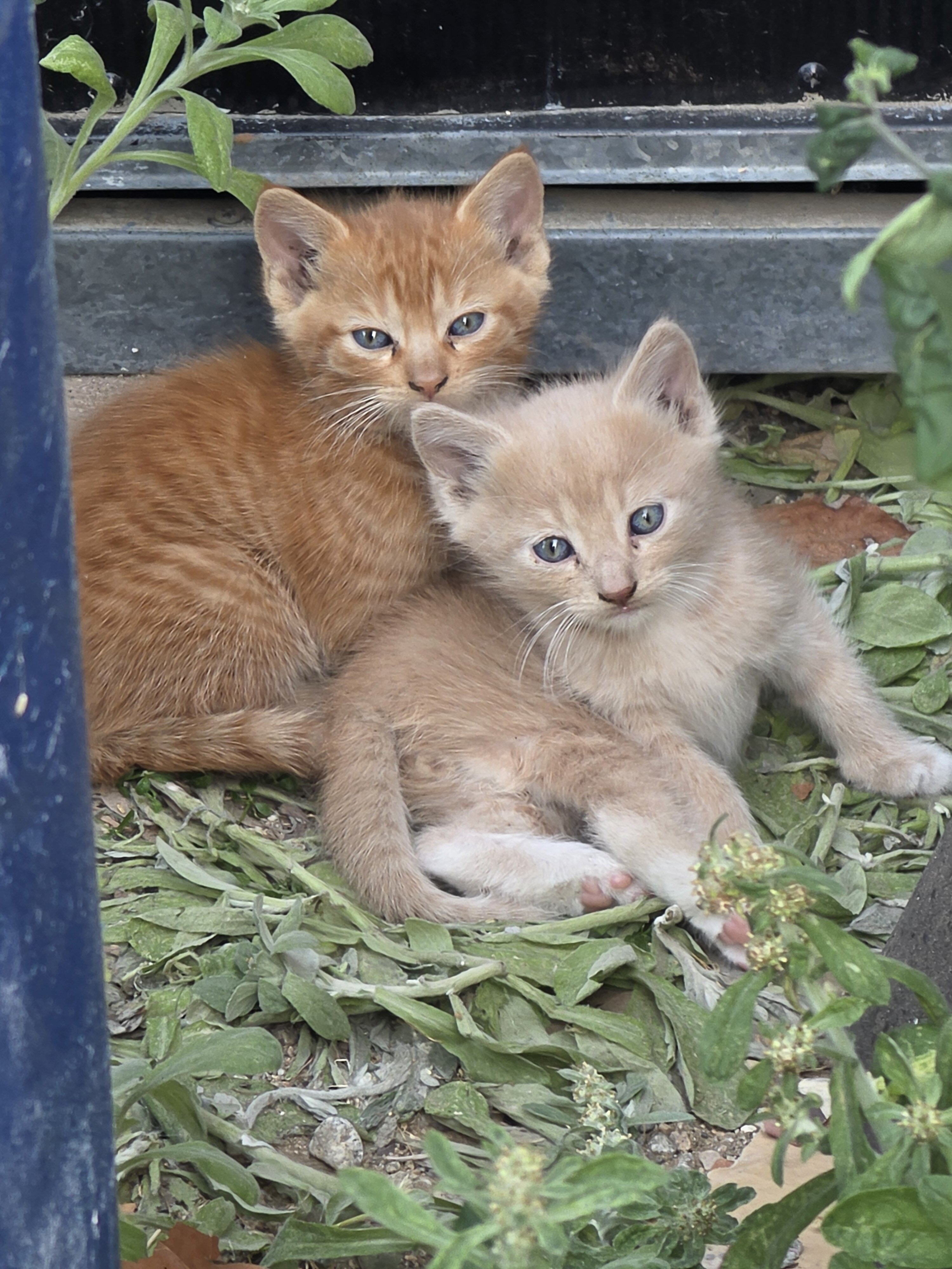 2 Shorthair Domestic (M/F) 1 Orange Tabby (M) image 2