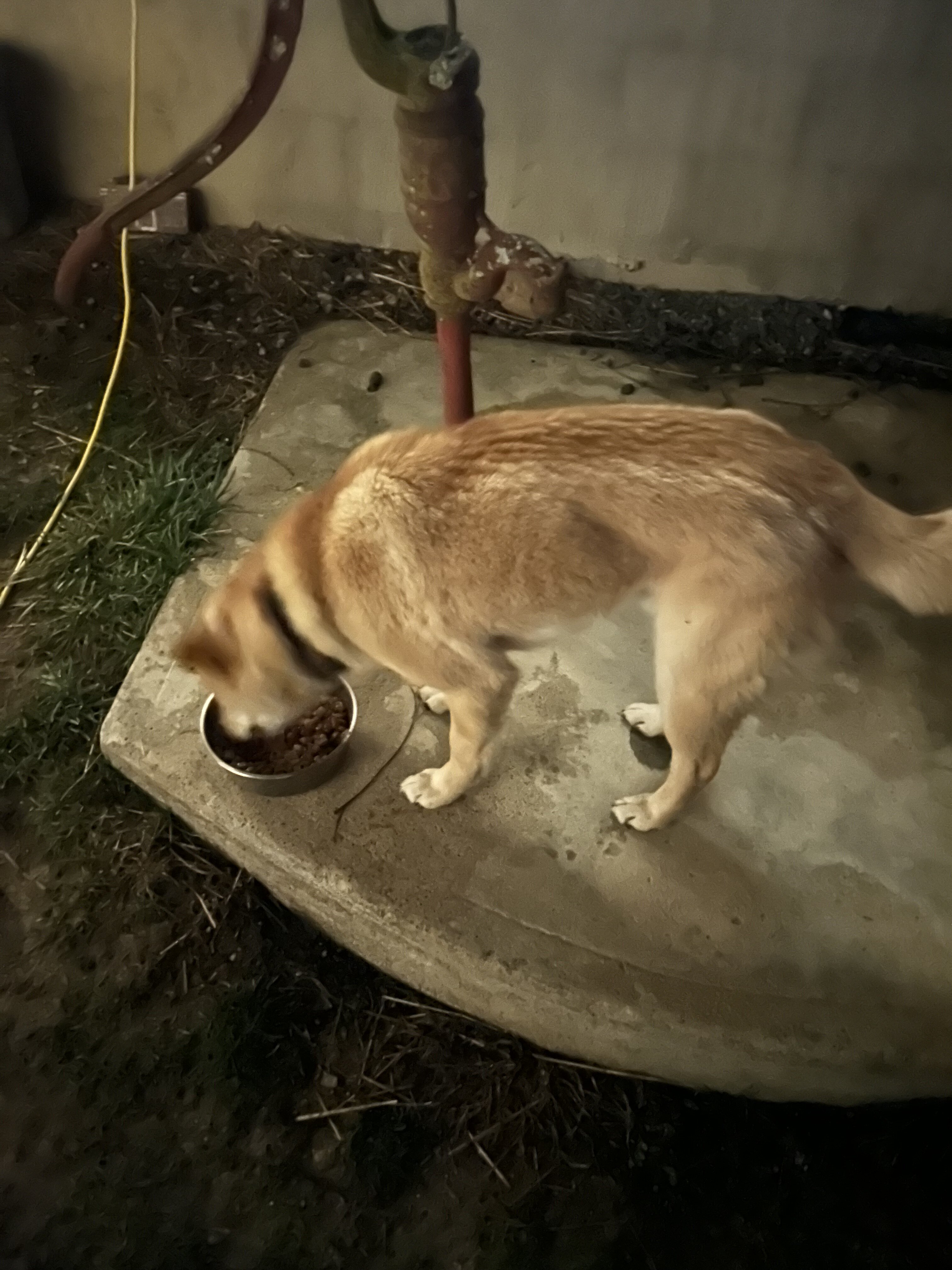 Jindo male and female 3 years old image 2