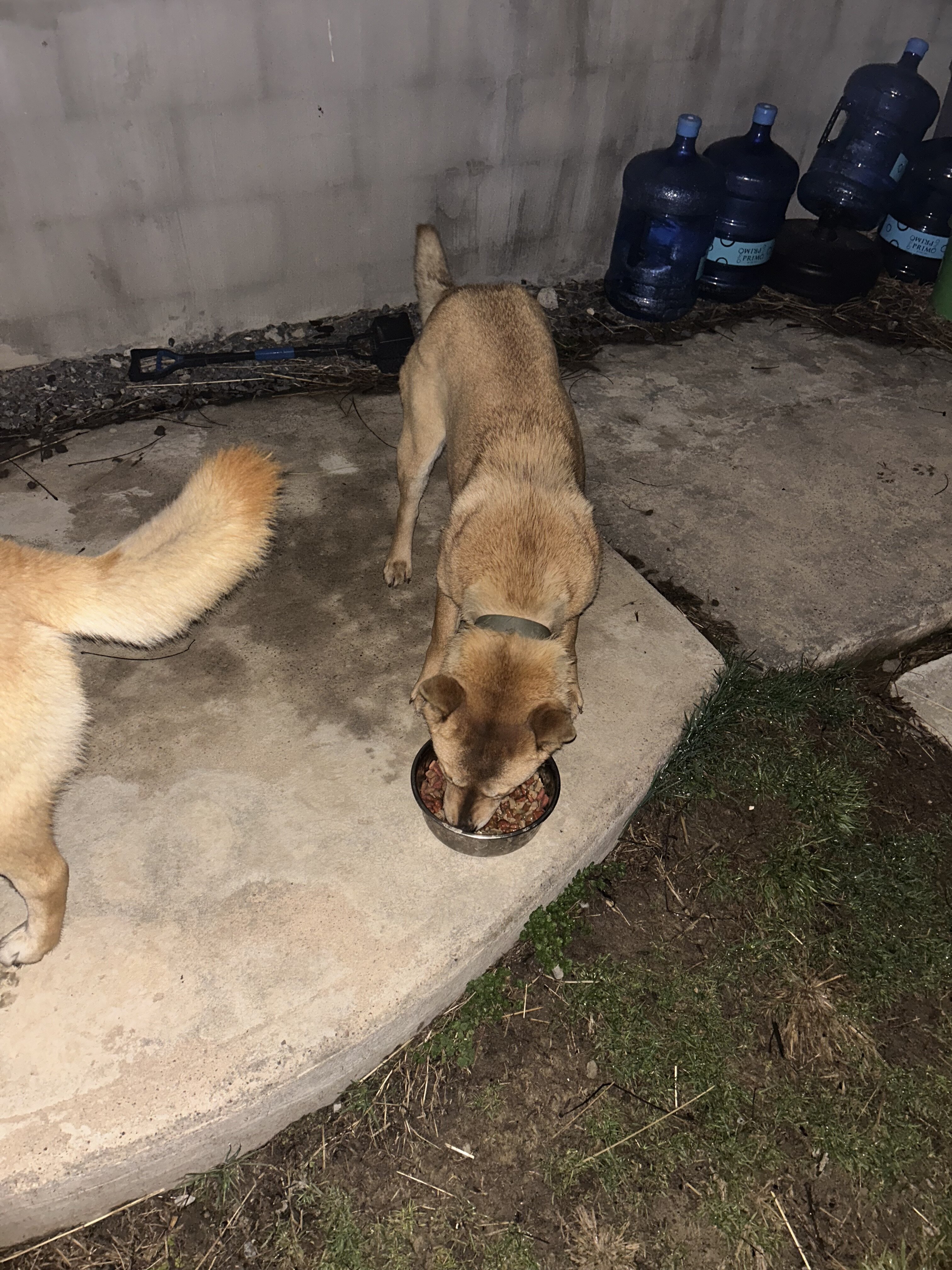 Jindo male and female 3 years old image 3