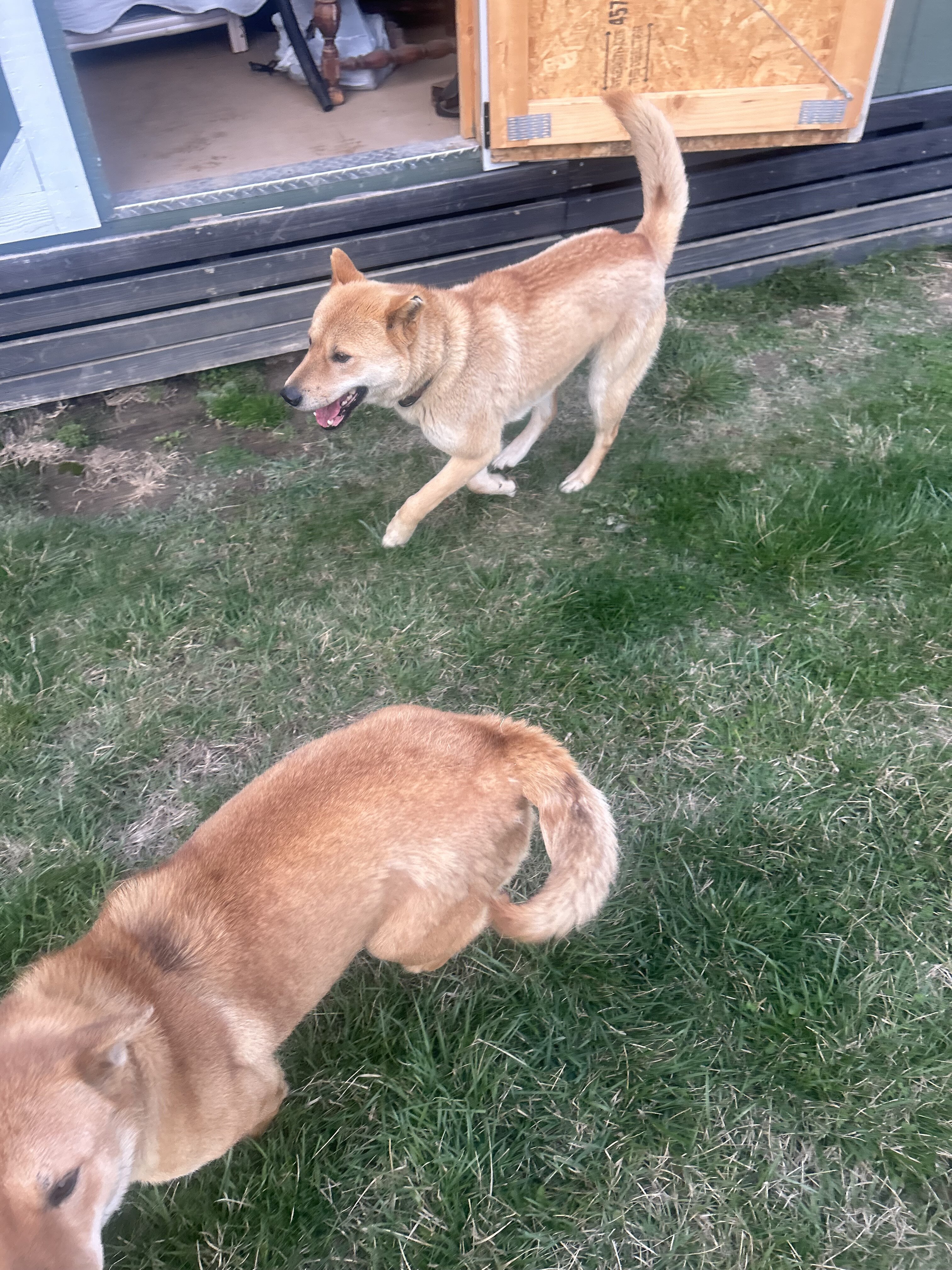 Jindo male and female 3 years old image 1