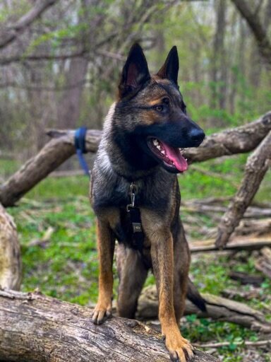 German Shepherd image 2