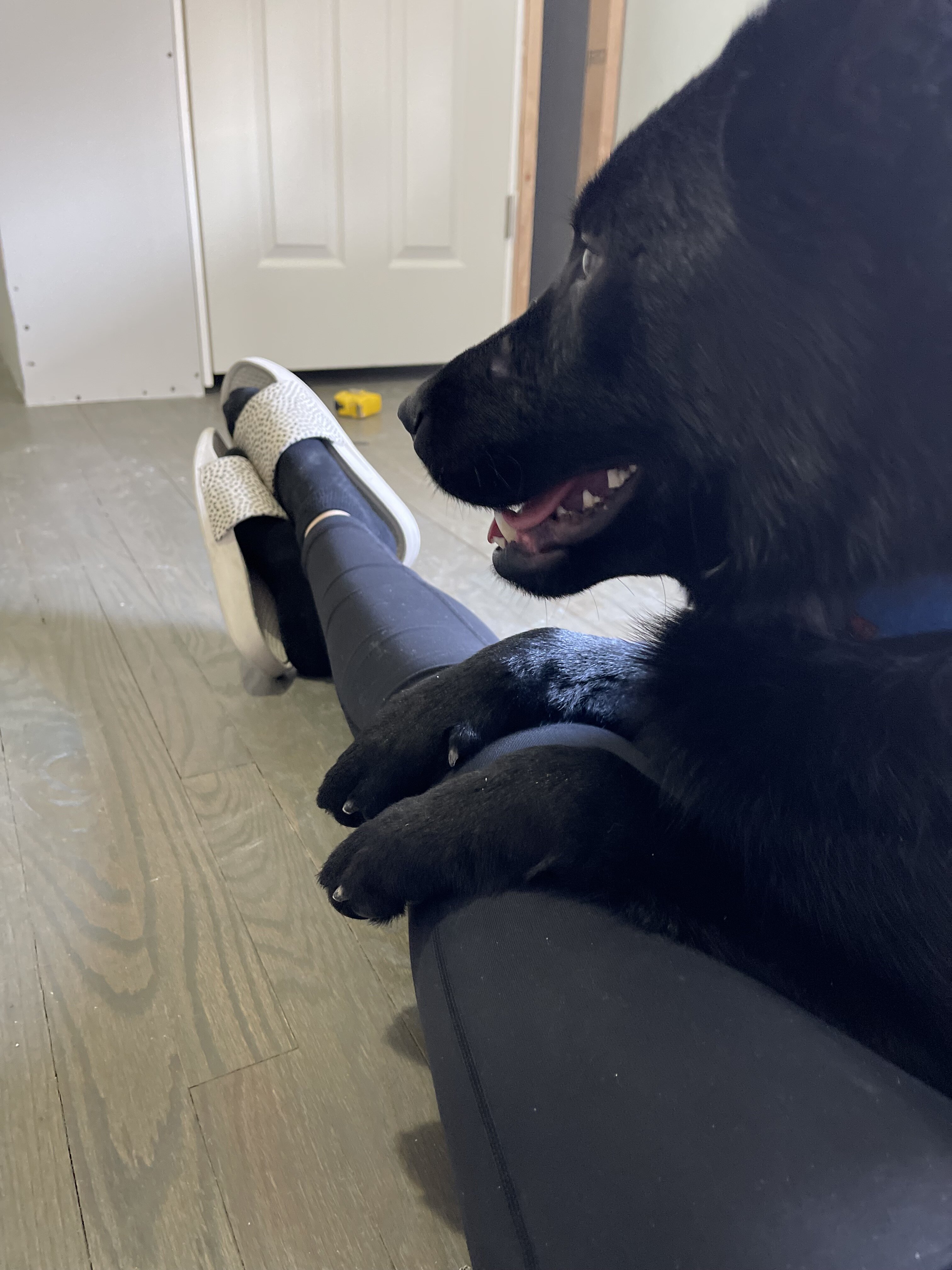 German Shepherd image 4