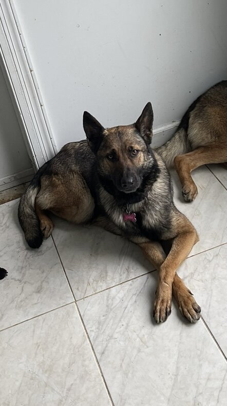 German Shepherd image 1