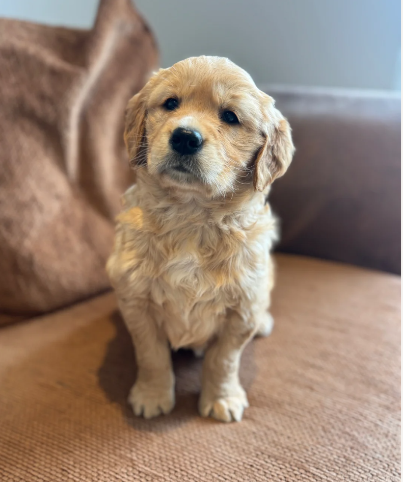 Gorgeous KC Golden Retrievers Health Tested image 10