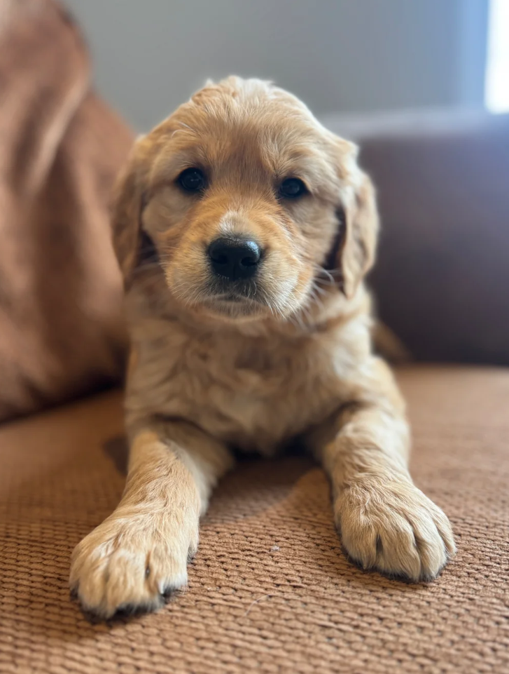 Gorgeous KC Golden Retrievers Health Tested image 9