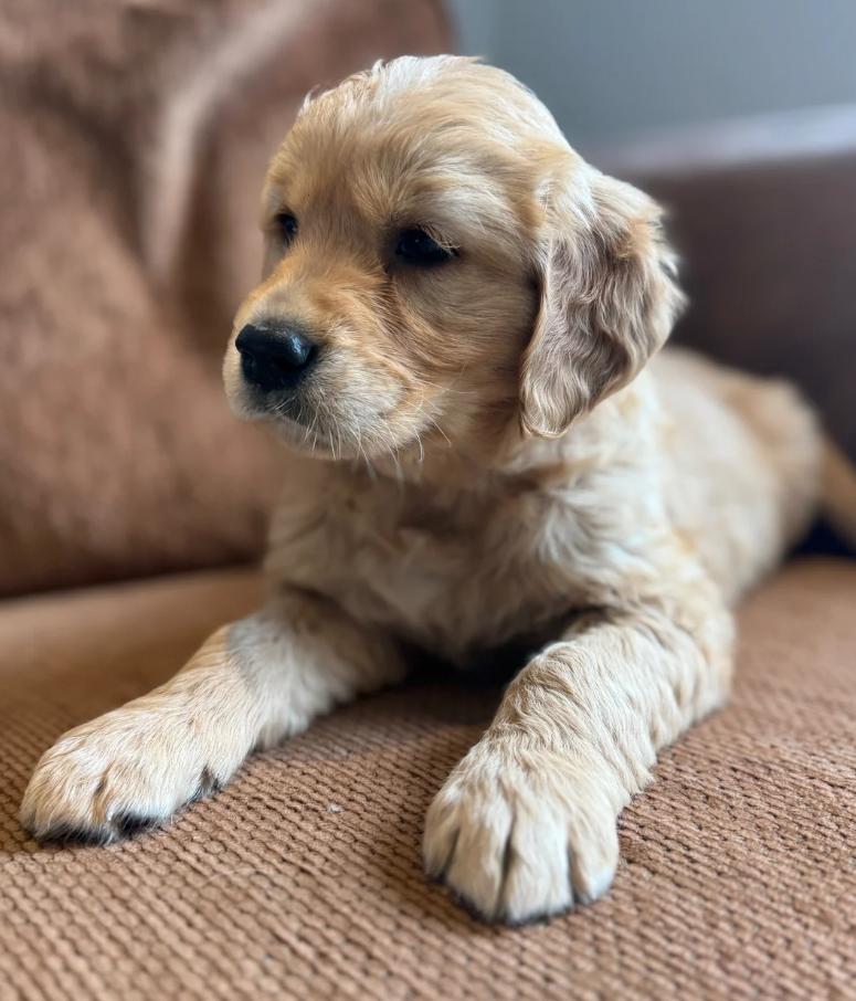 Gorgeous KC Golden Retrievers Health Tested image 8