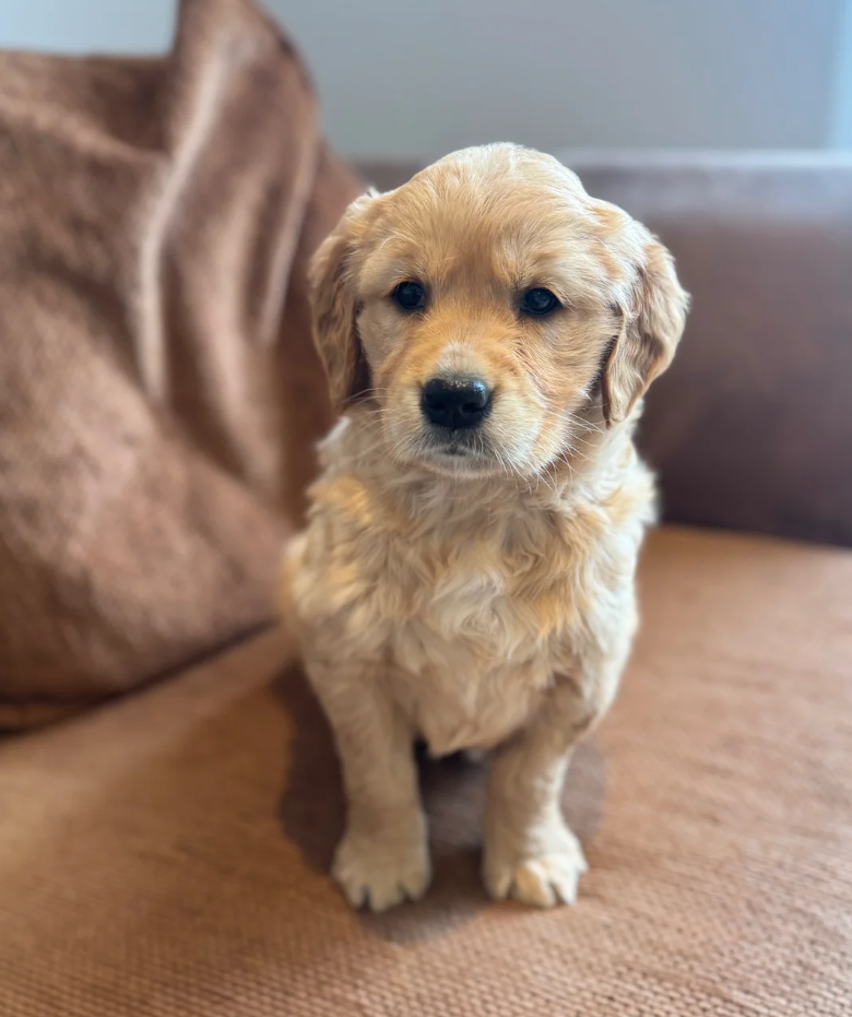 Gorgeous KC Golden Retrievers Health Tested image 7
