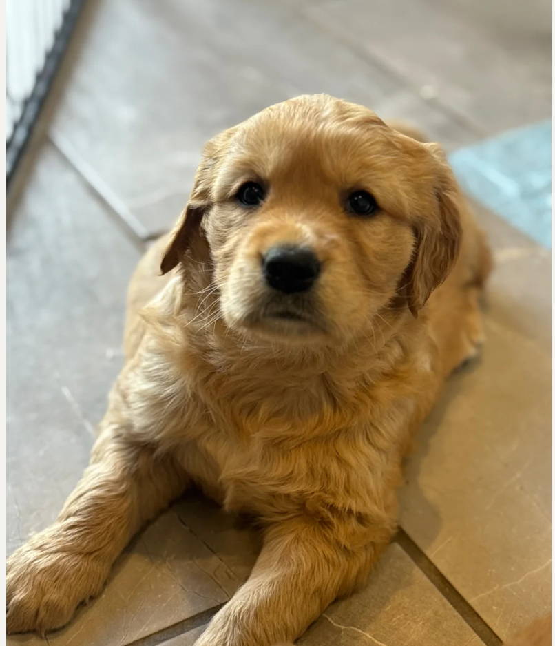 Gorgeous KC Golden Retrievers Health Tested image 6