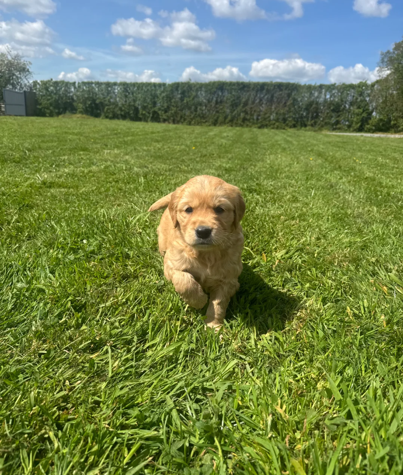 Gorgeous KC Golden Retrievers Health Tested image 5