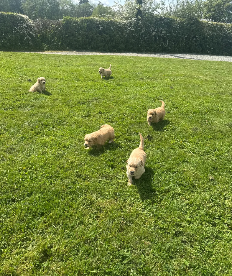 Gorgeous KC Golden Retrievers Health Tested image 4