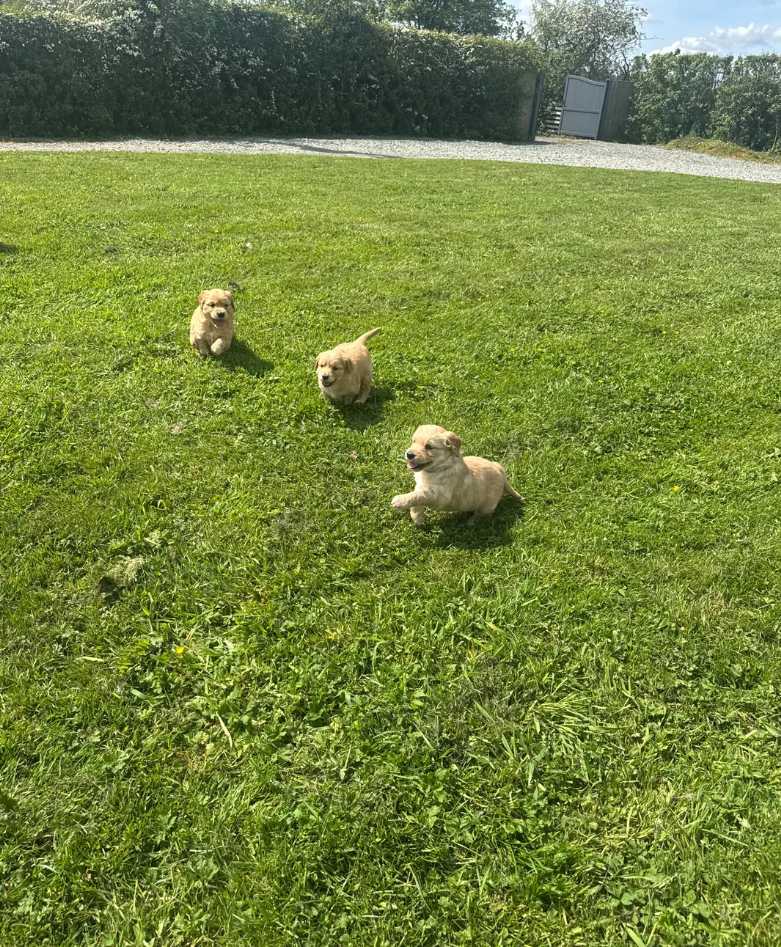 Gorgeous KC Golden Retrievers Health Tested image 3