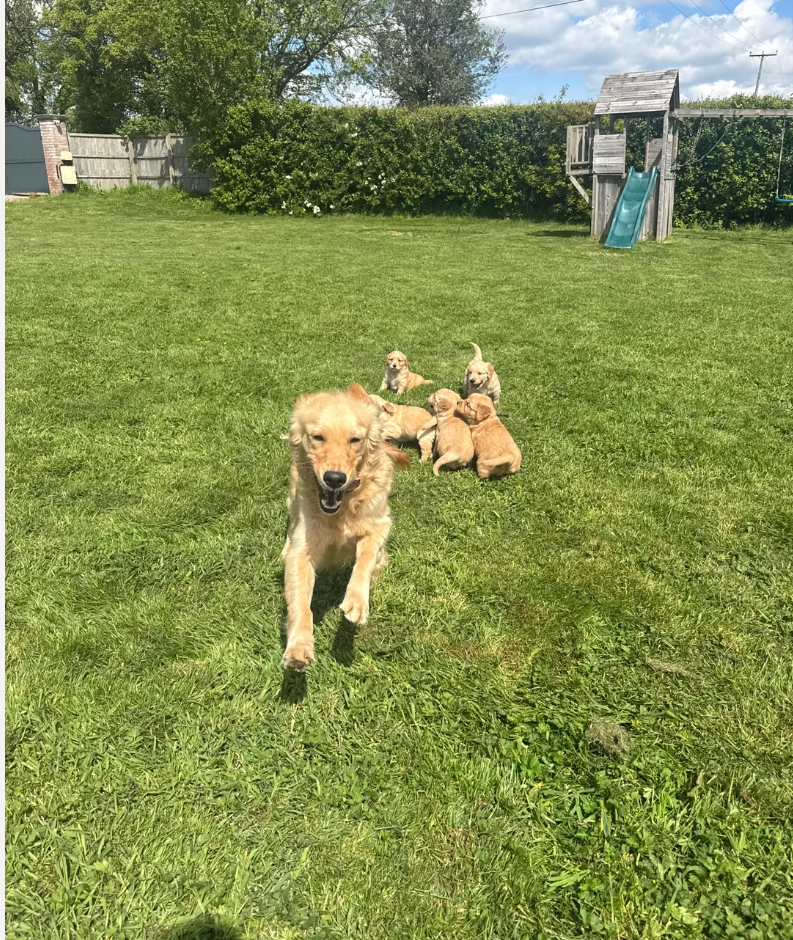 Gorgeous KC Golden Retrievers Health Tested image 2