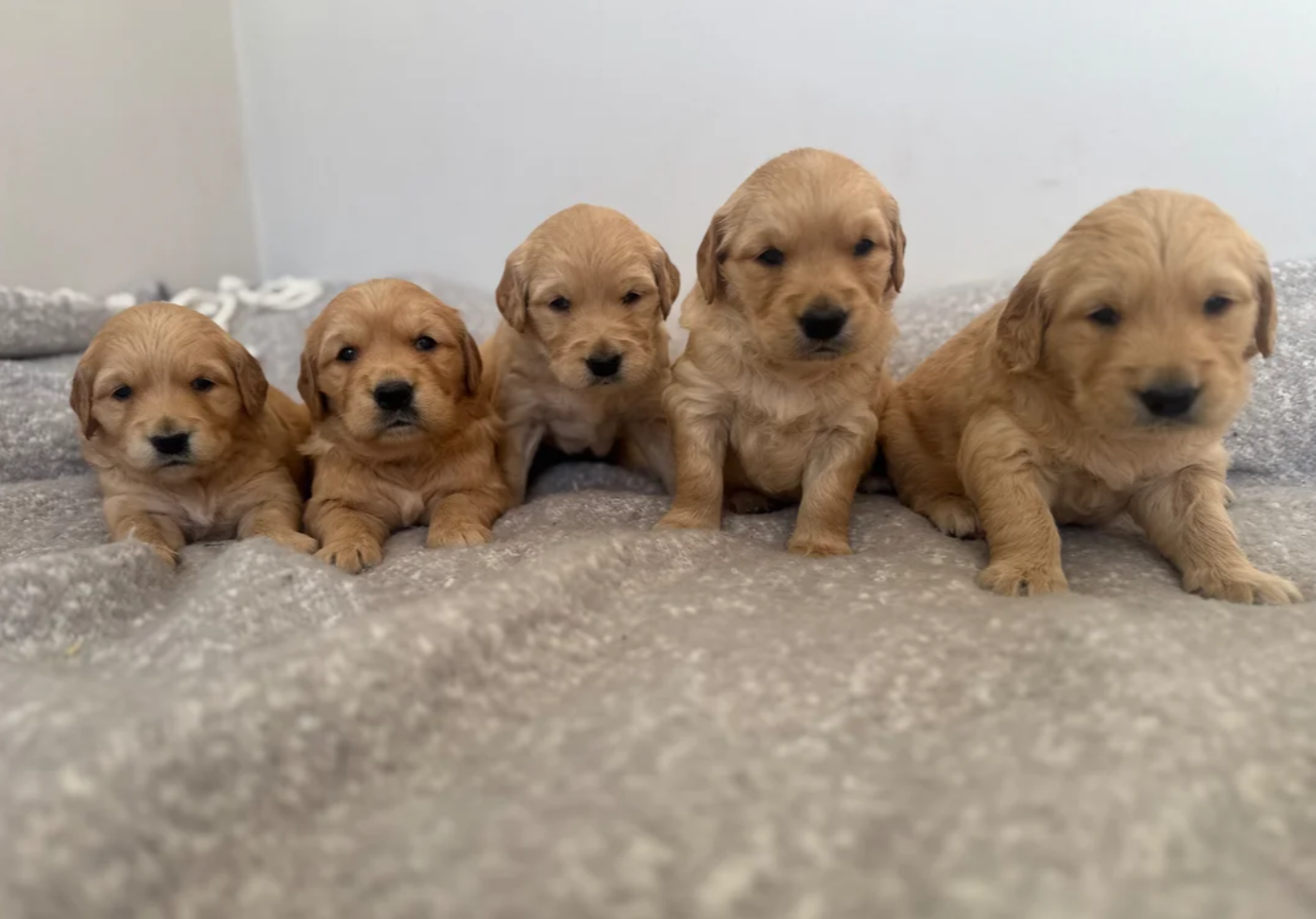 Gorgeous KC Golden Retrievers Health Tested image 1
