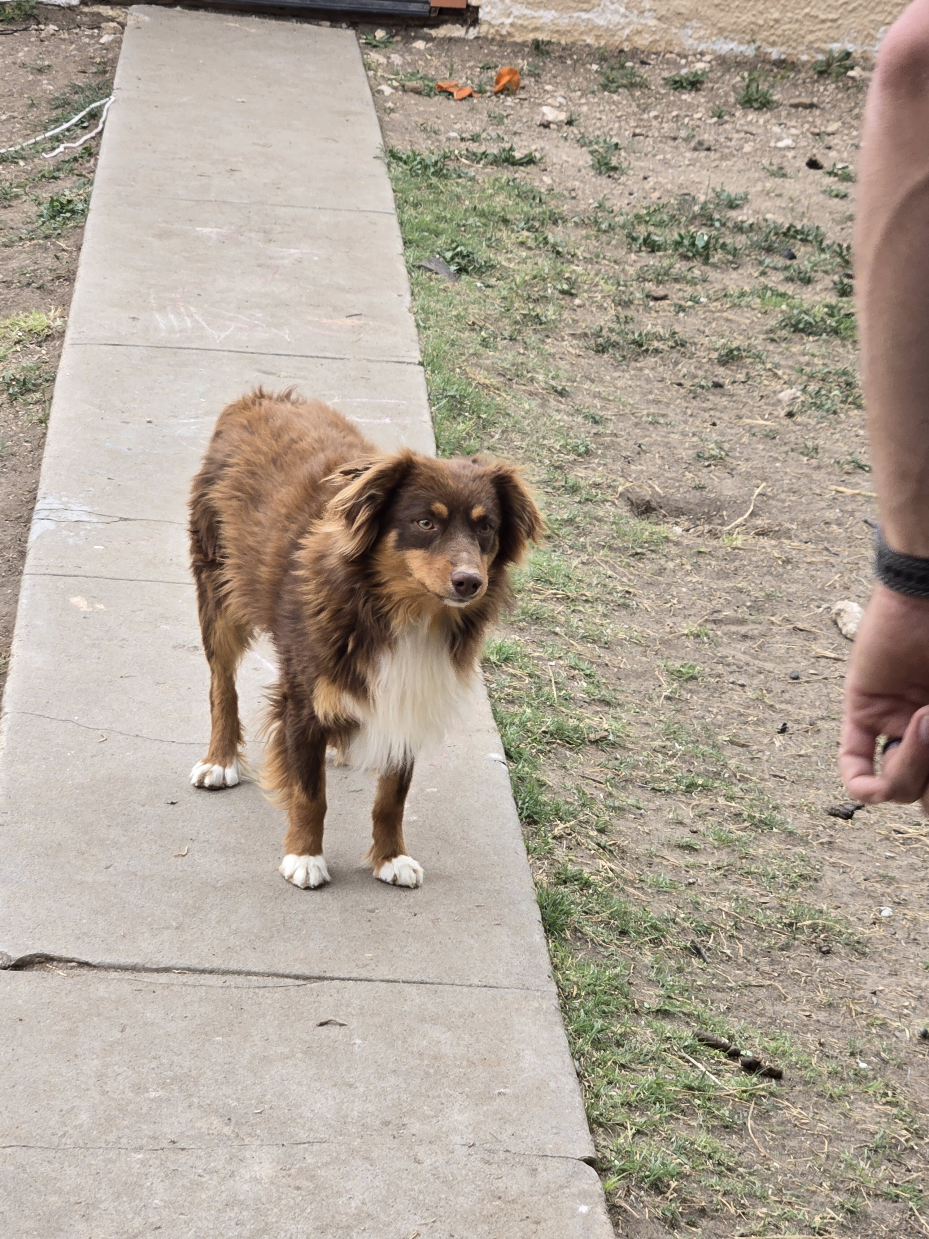 Minature Australian Shepherd puppies image 7