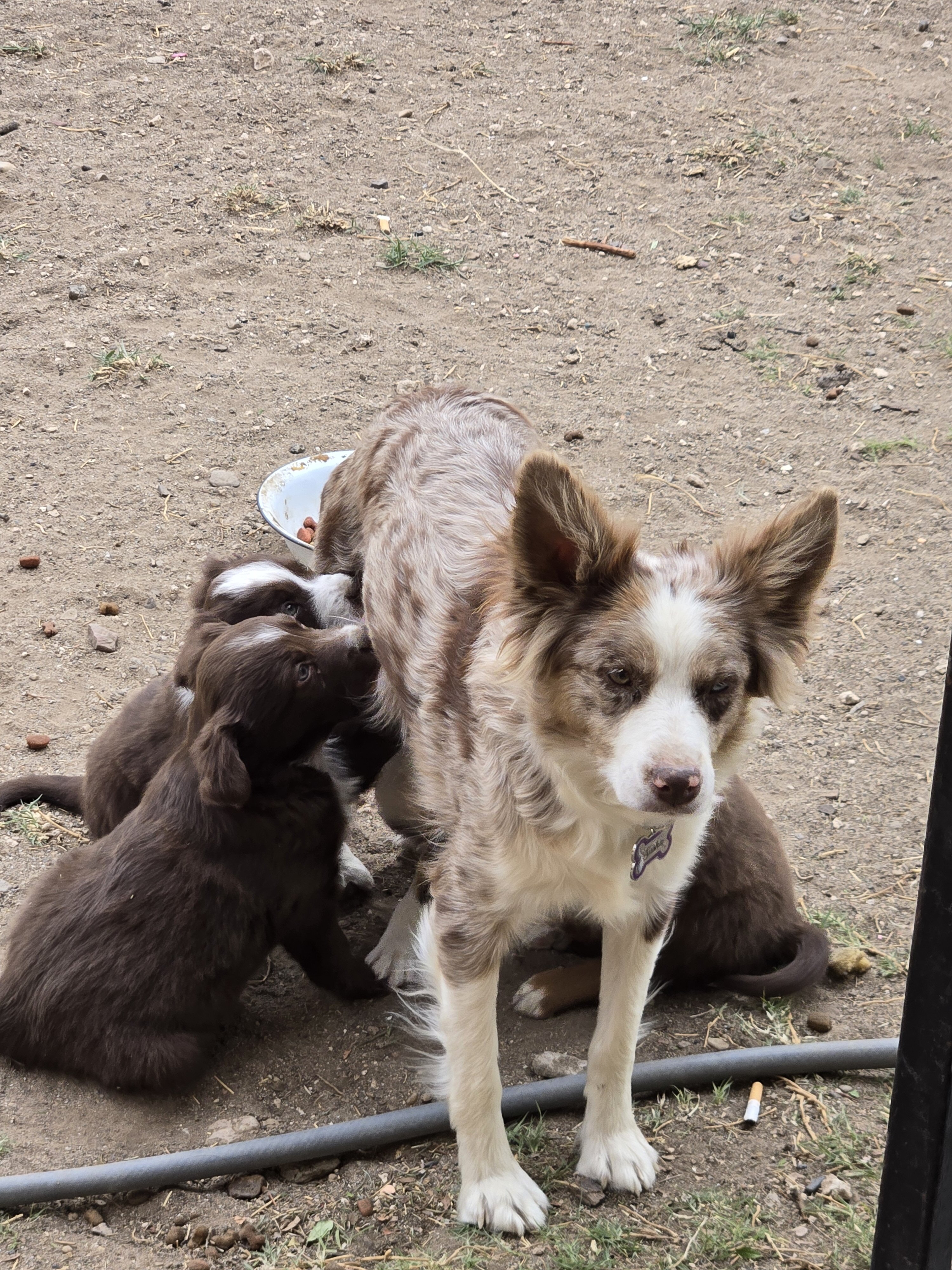Minature Australian Shepherd puppies image 8