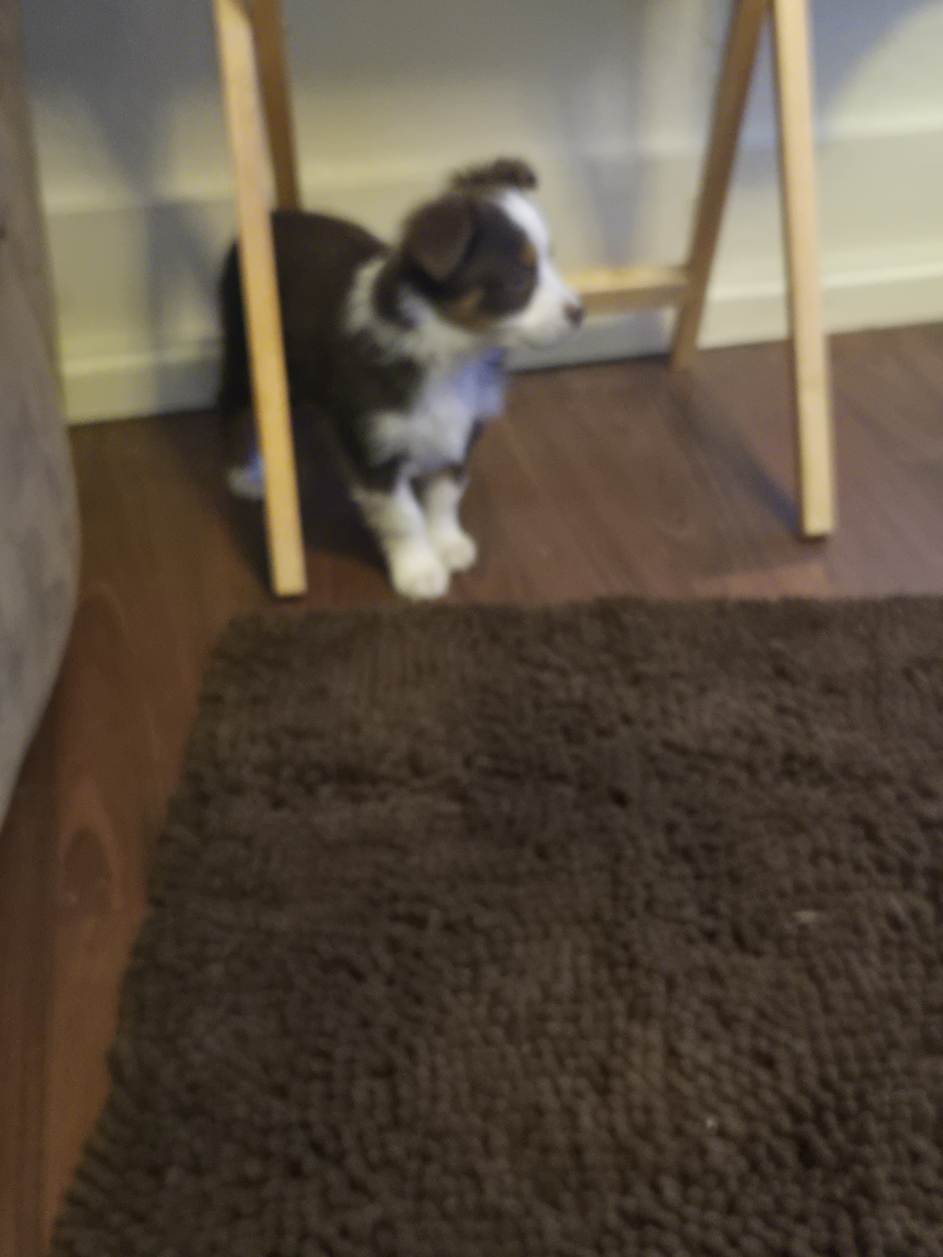 Minature Australian Shepherd puppies image 6