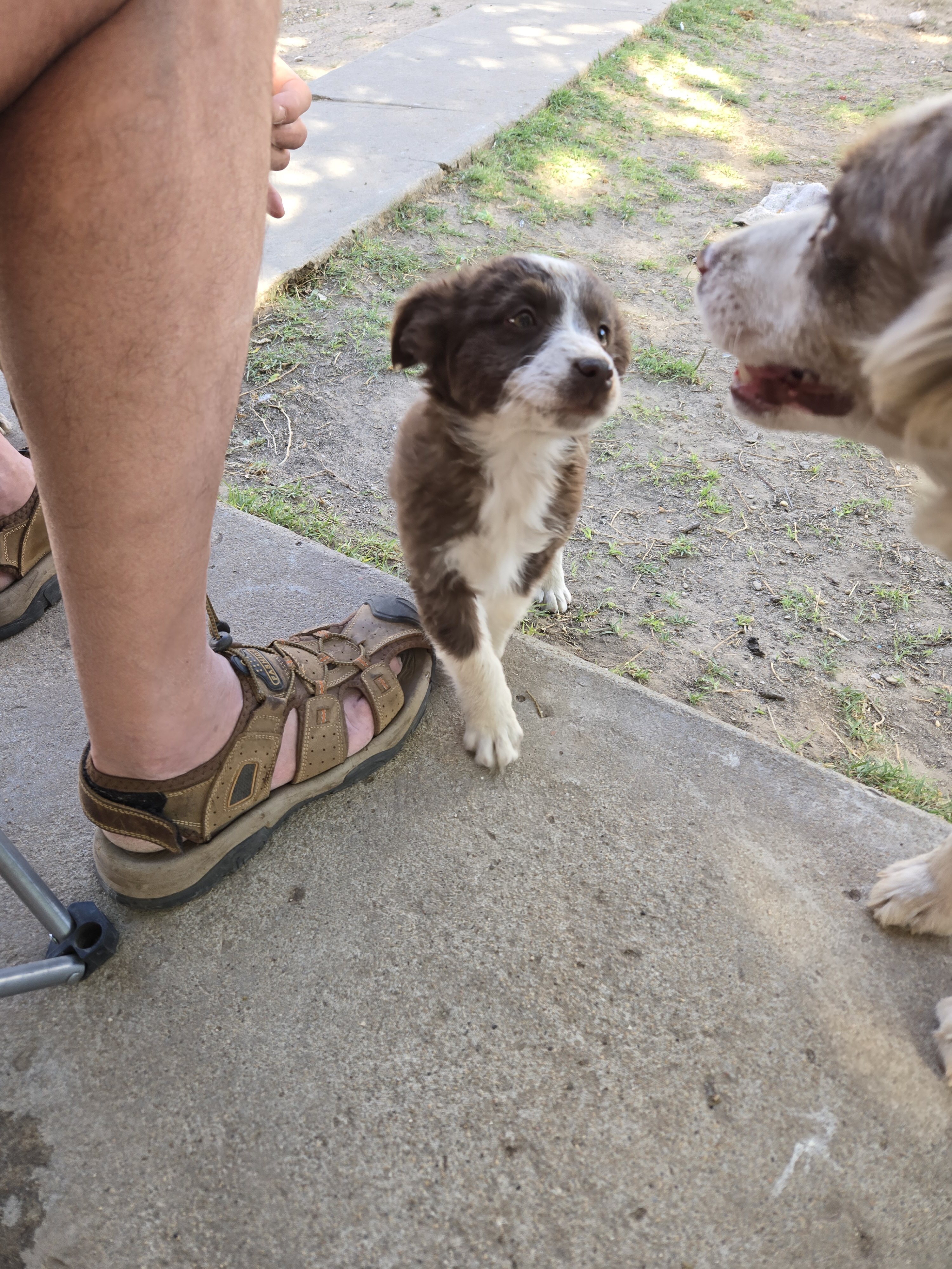 Minature Australian Shepherd puppies image 1