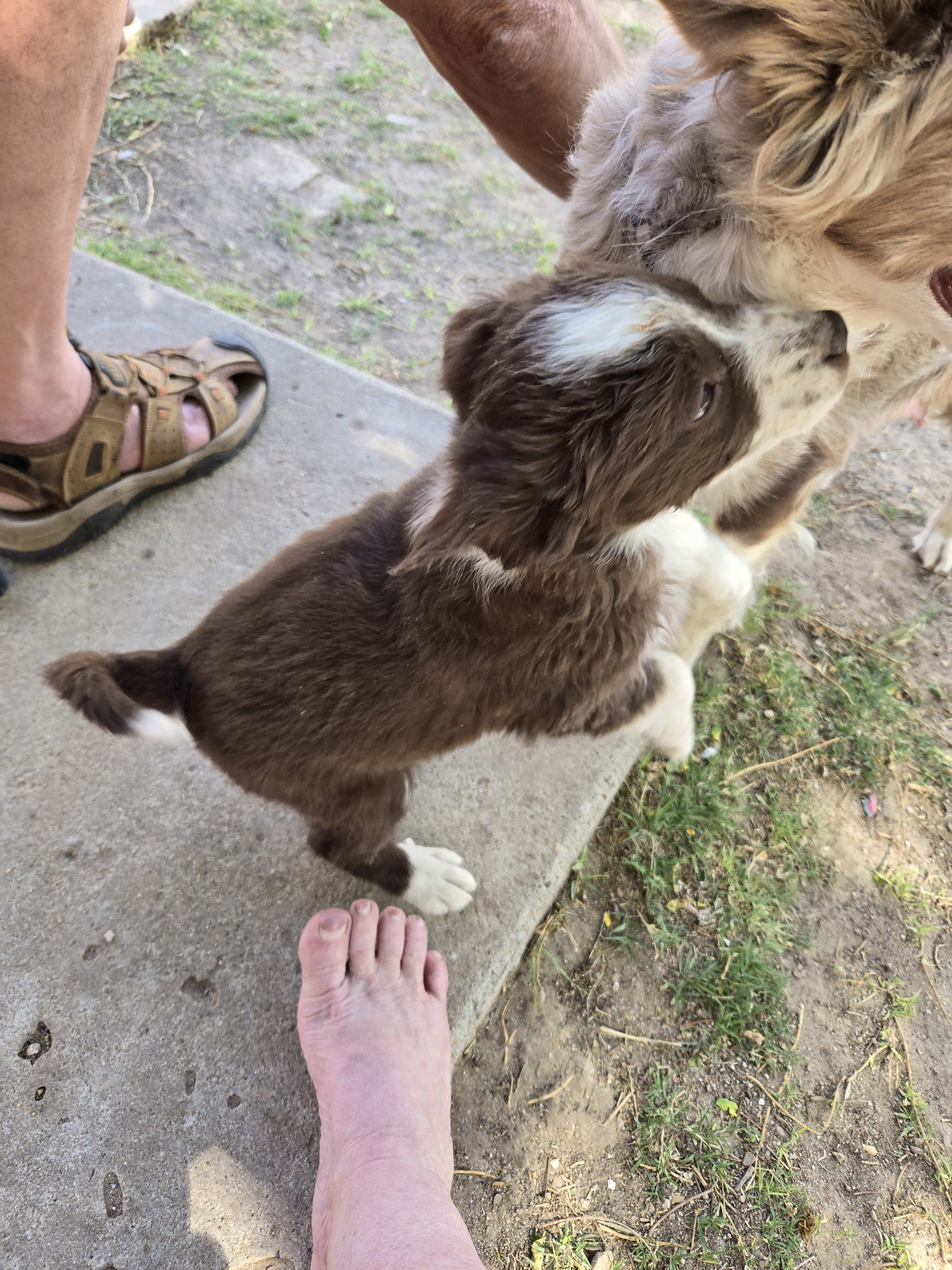 Minature Australian Shepherd puppies image 5