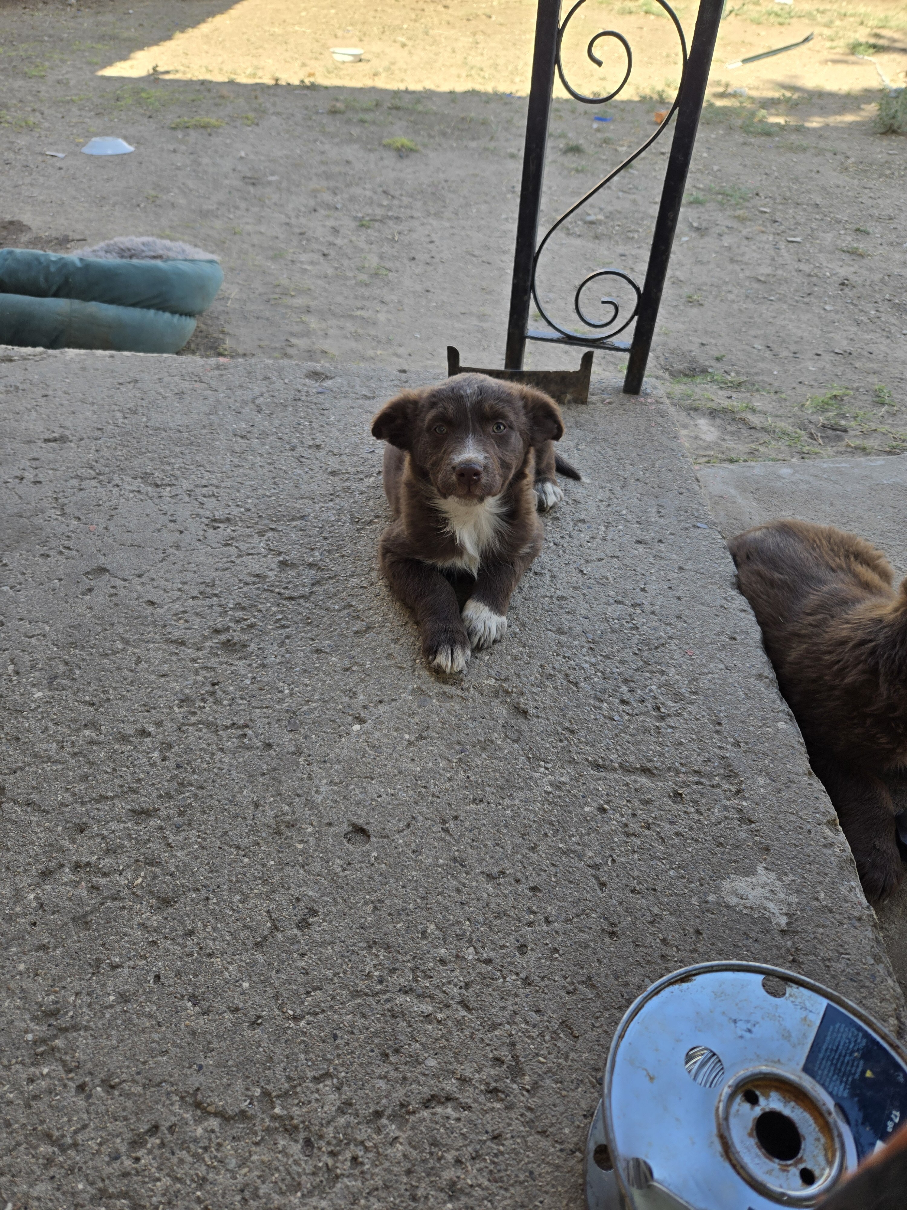 Minature Australian Shepherd puppies image 9