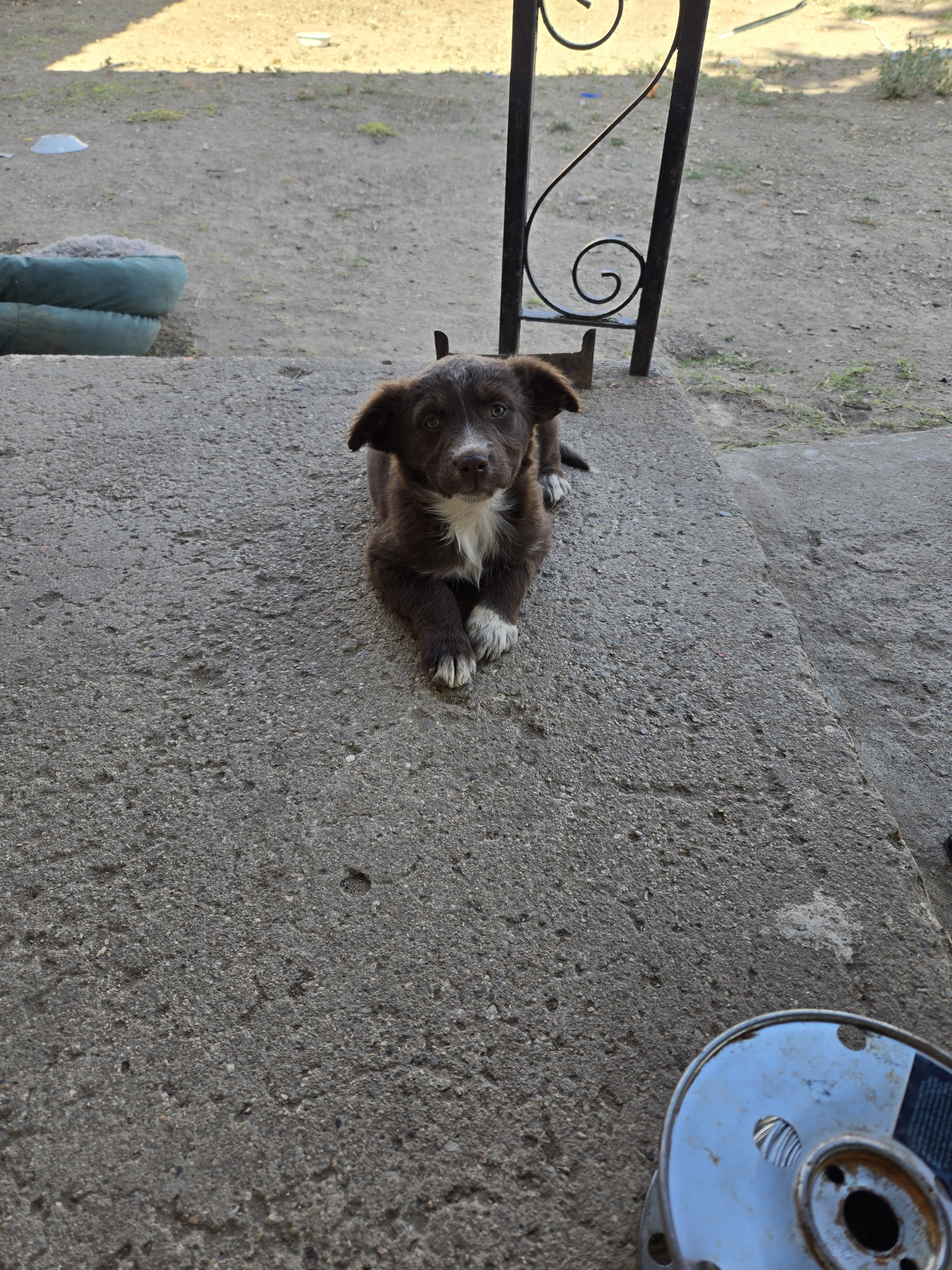 Minature Australian Shepherd puppies image 3