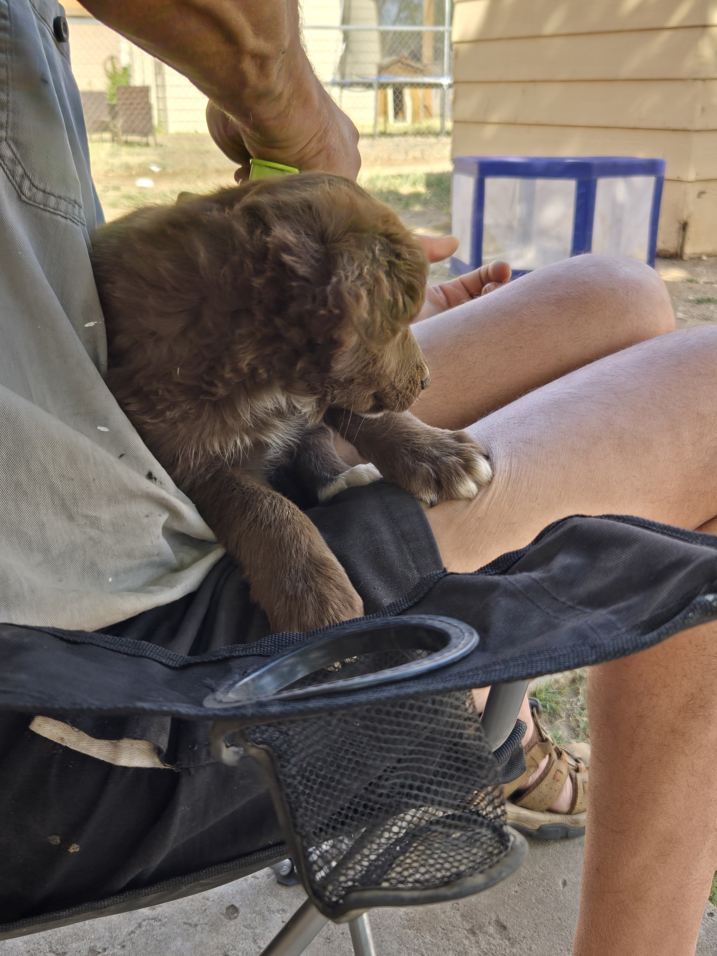 Minature Australian Shepherd puppies image 4