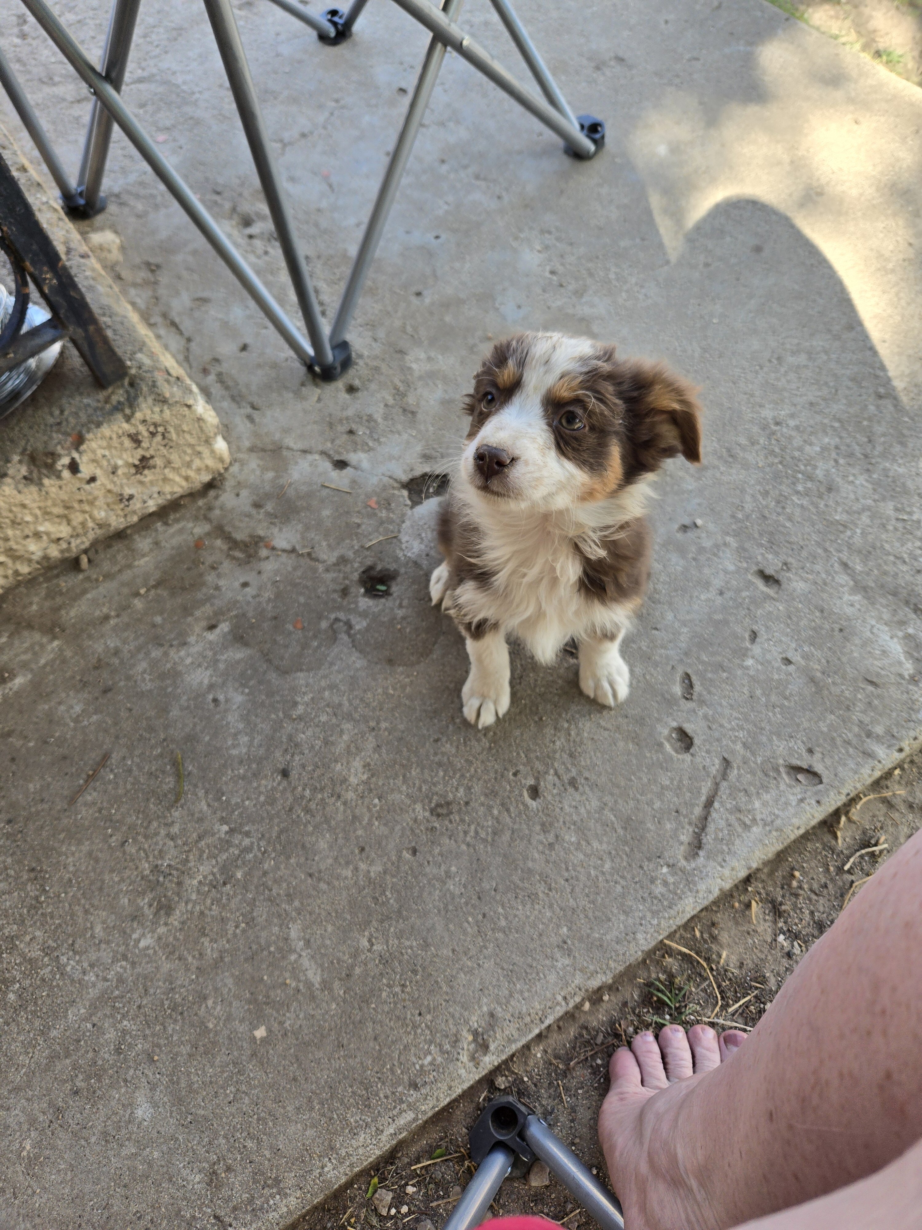 Minature Australian Shepherd puppies image 2