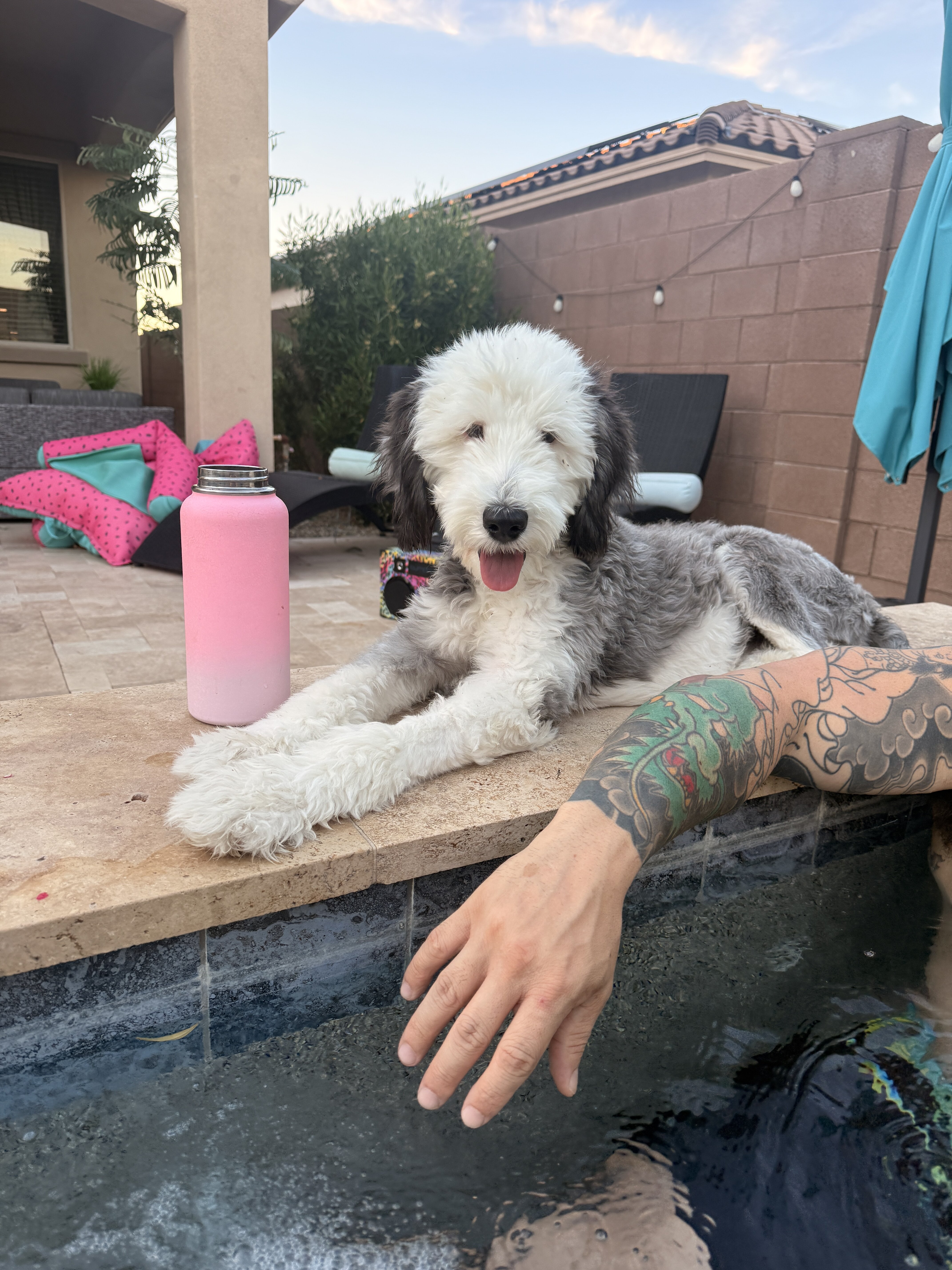 Sheepadoodle image 1