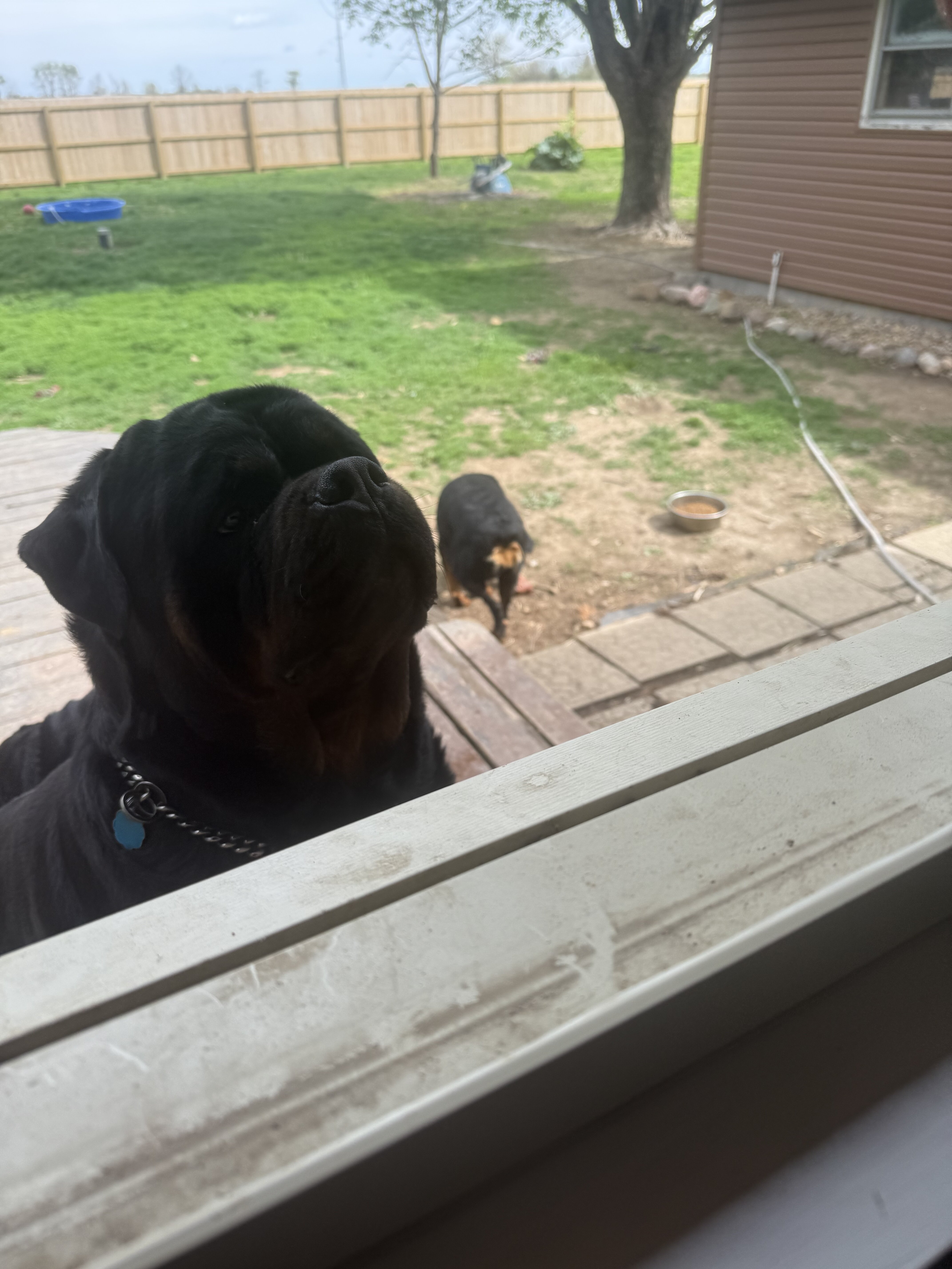 Puppy image 4