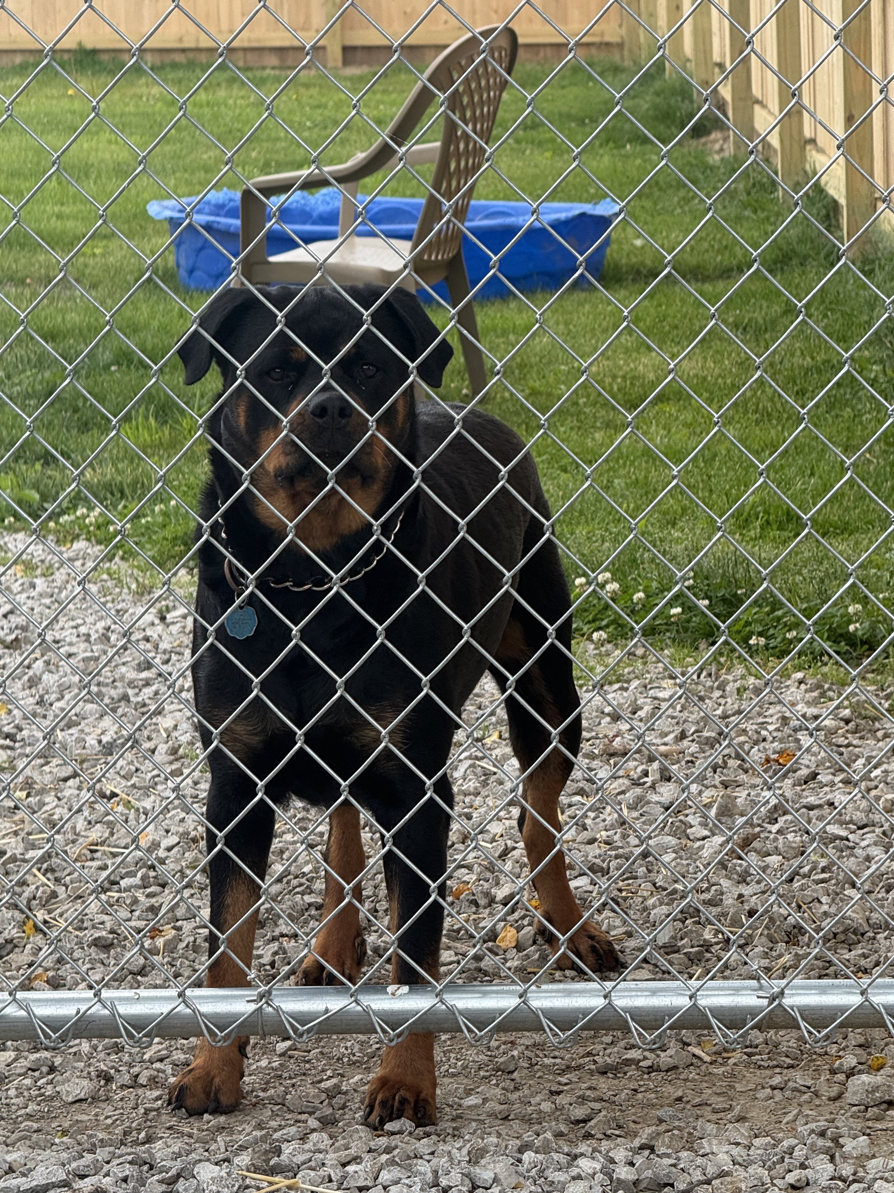 Puppy image 5