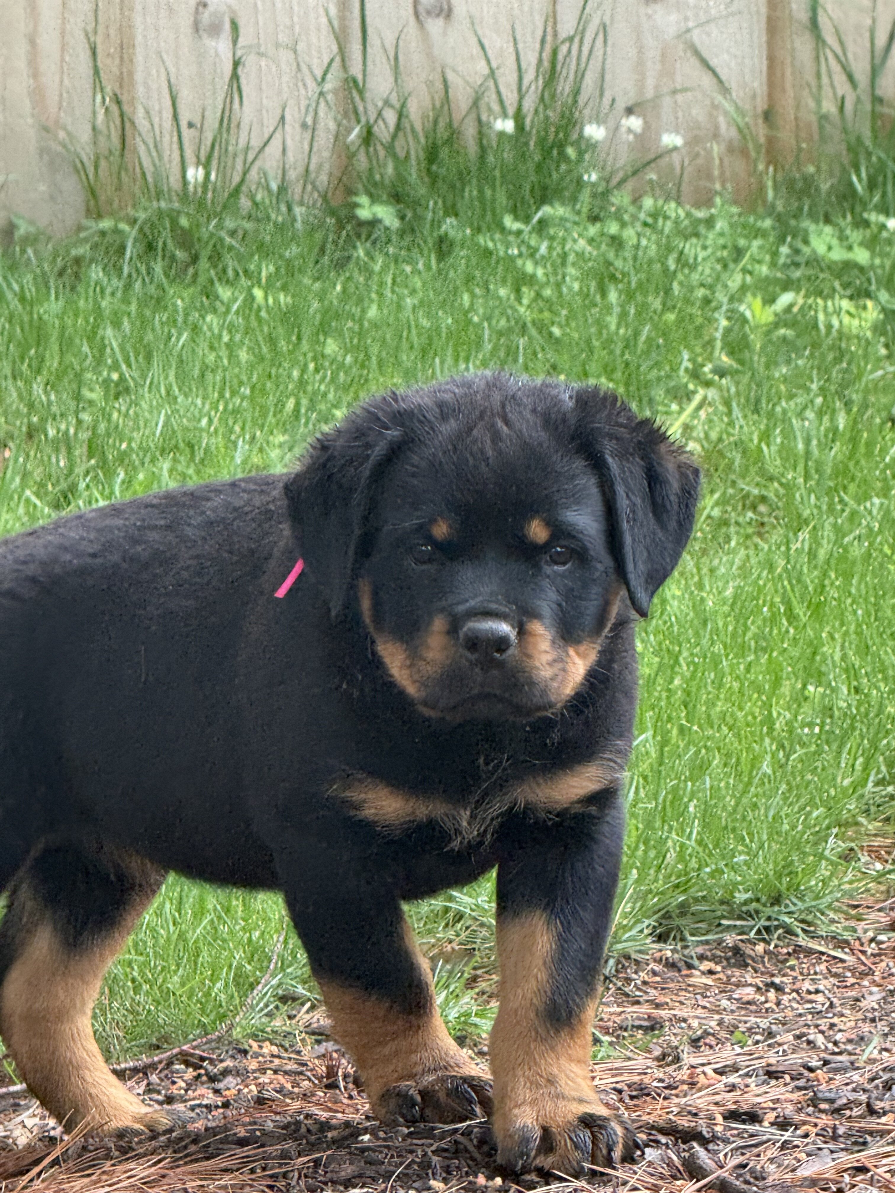 Puppy image 2