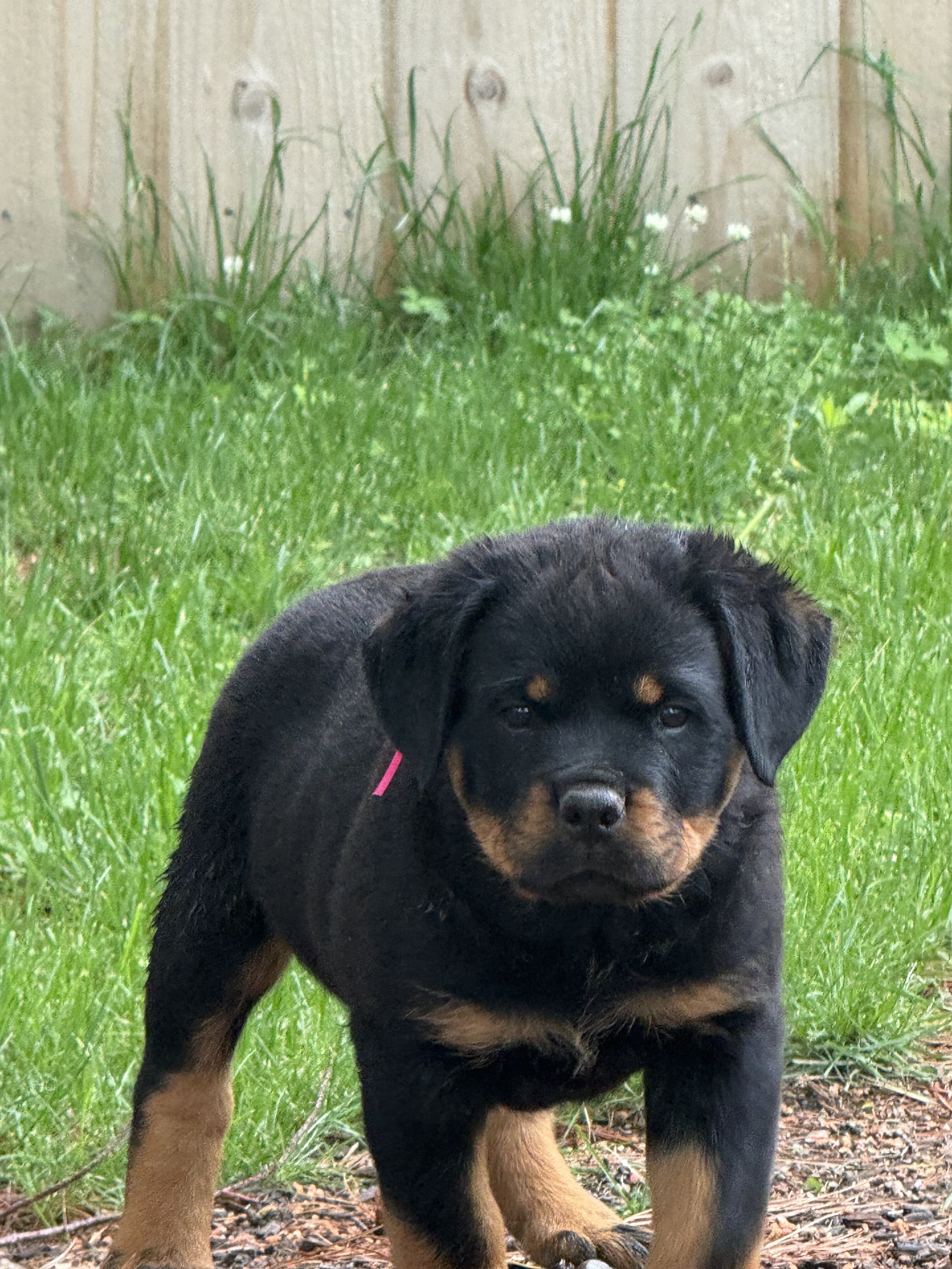 Puppy image 1