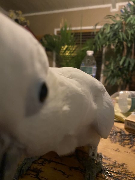 Sulfur Crested Cockatoo for Sale image 1