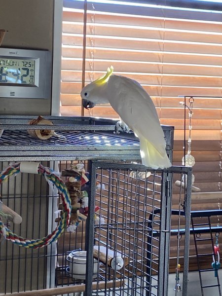 Sulfur Crested Cockatoo for Sale image 2