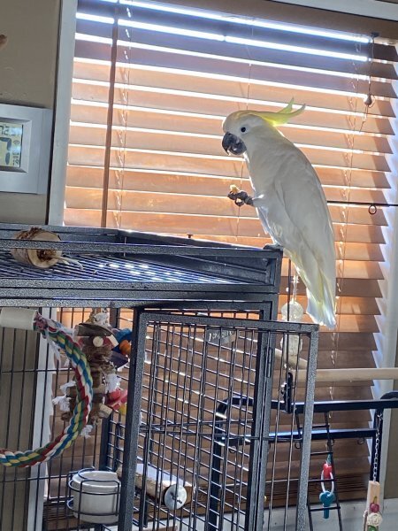 Sulfur Crested Cockatoo for Sale image 3