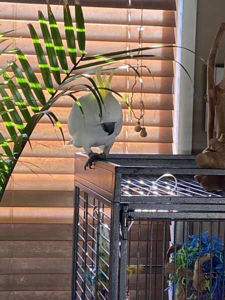 Sulfur Crested Cockatoo for Sale image 4