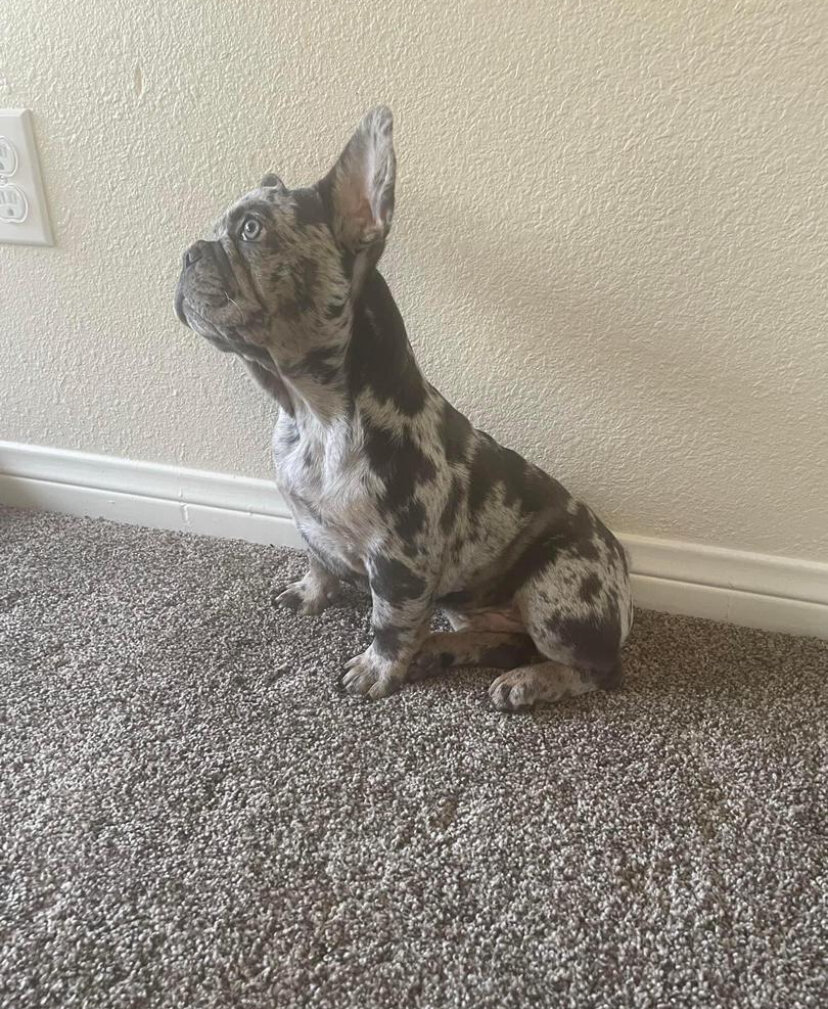 Dan is 2 years old French Bulldog image 1