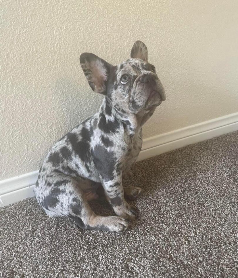 Dan is 2 years old French Bulldog image 2
