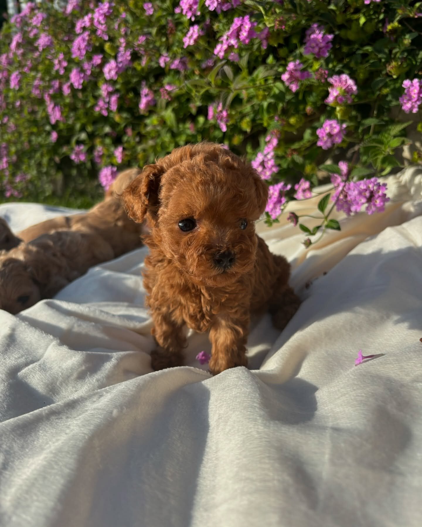 Toy poodle image 4