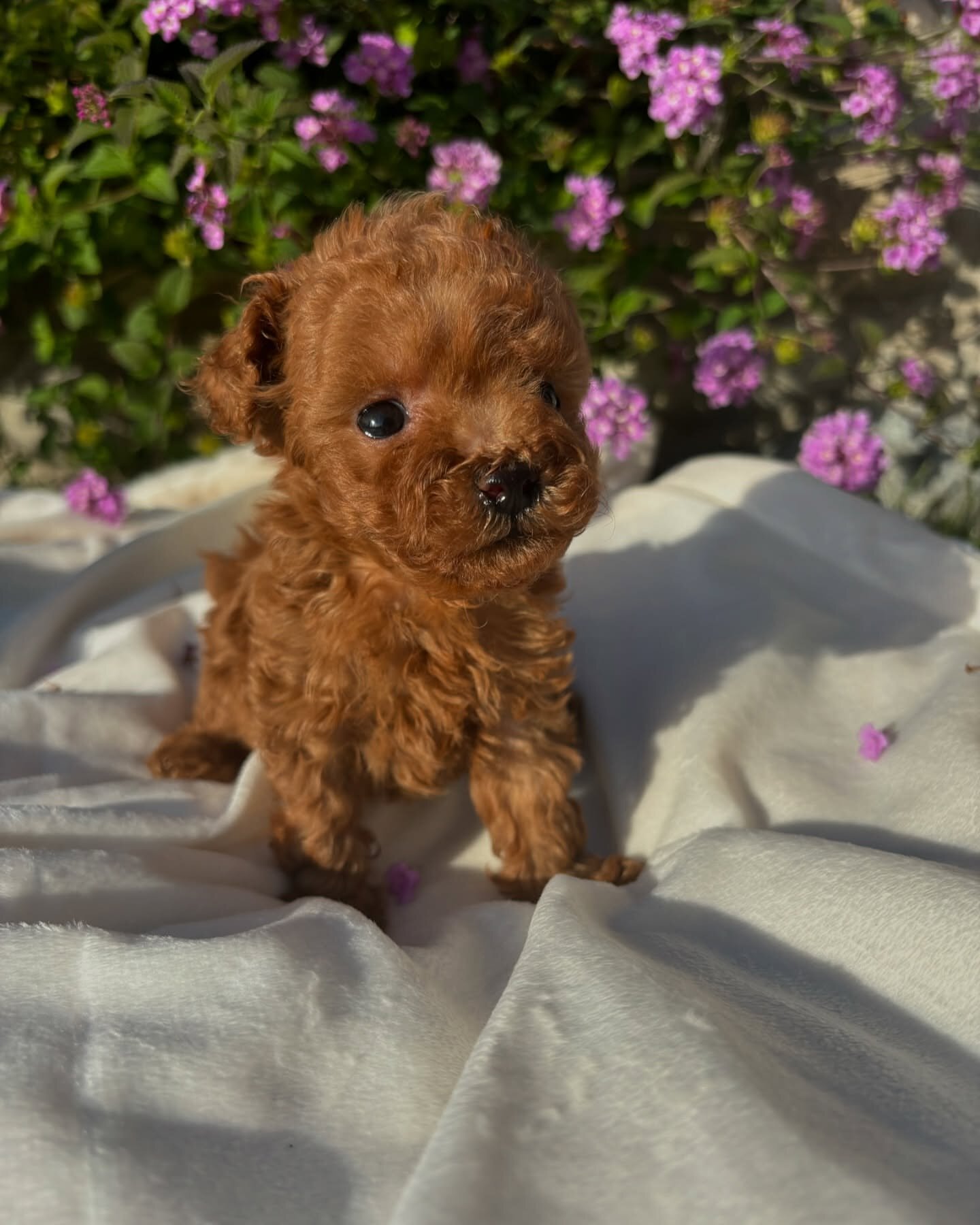 Toy poodle image 3