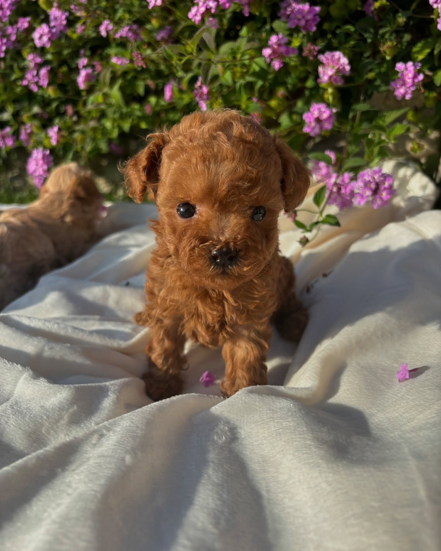 Toy poodle image 2