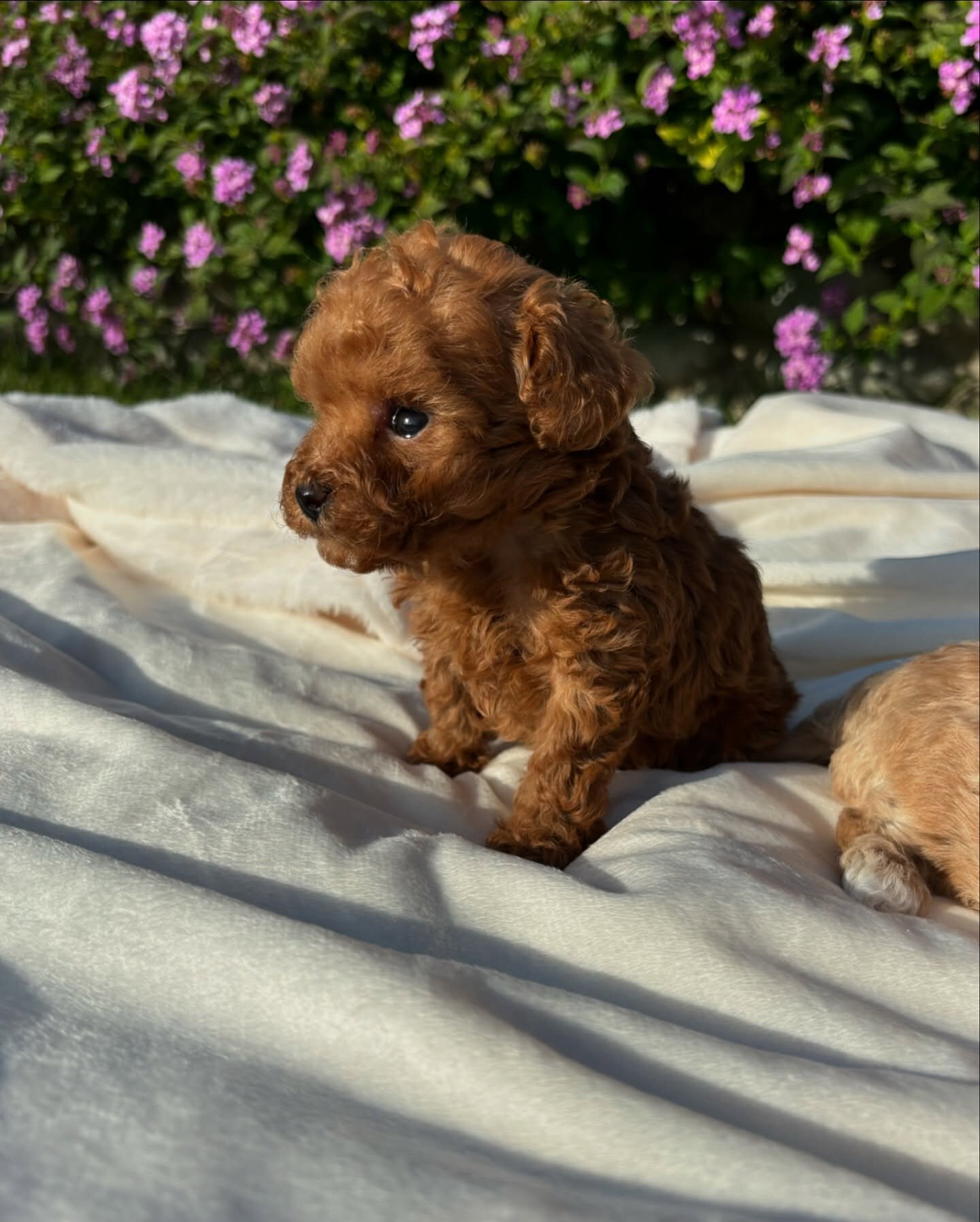 Toy poodle image 1
