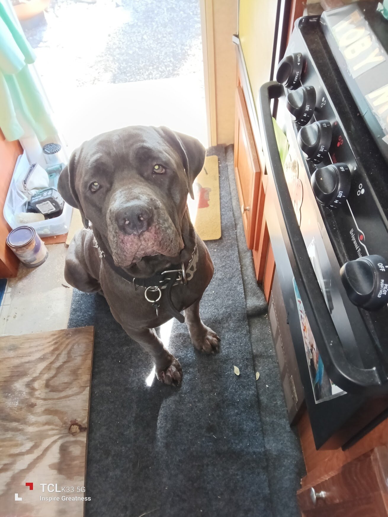 Young Protective Full Blooded Male Cane Corso image 4