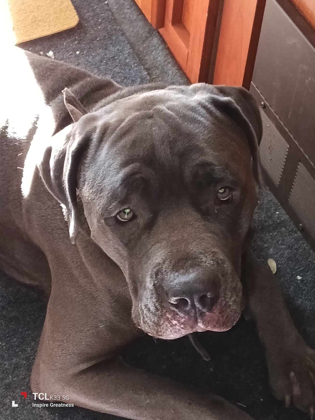 Young Protective Full Blooded Male Cane Corso image 5